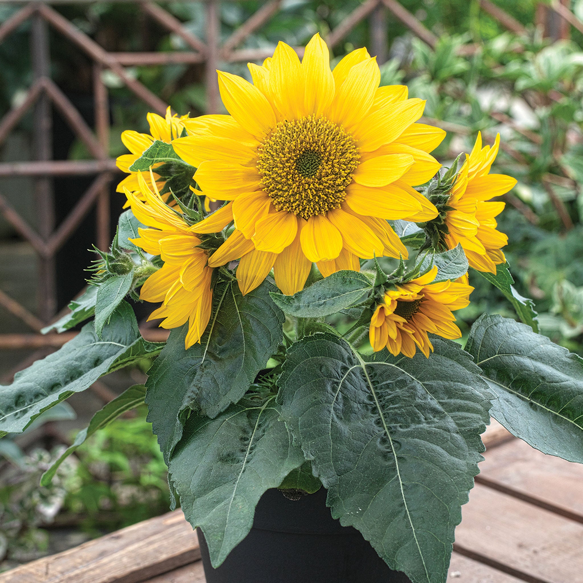 Sunflower, Smiley™ Gold Hybrid