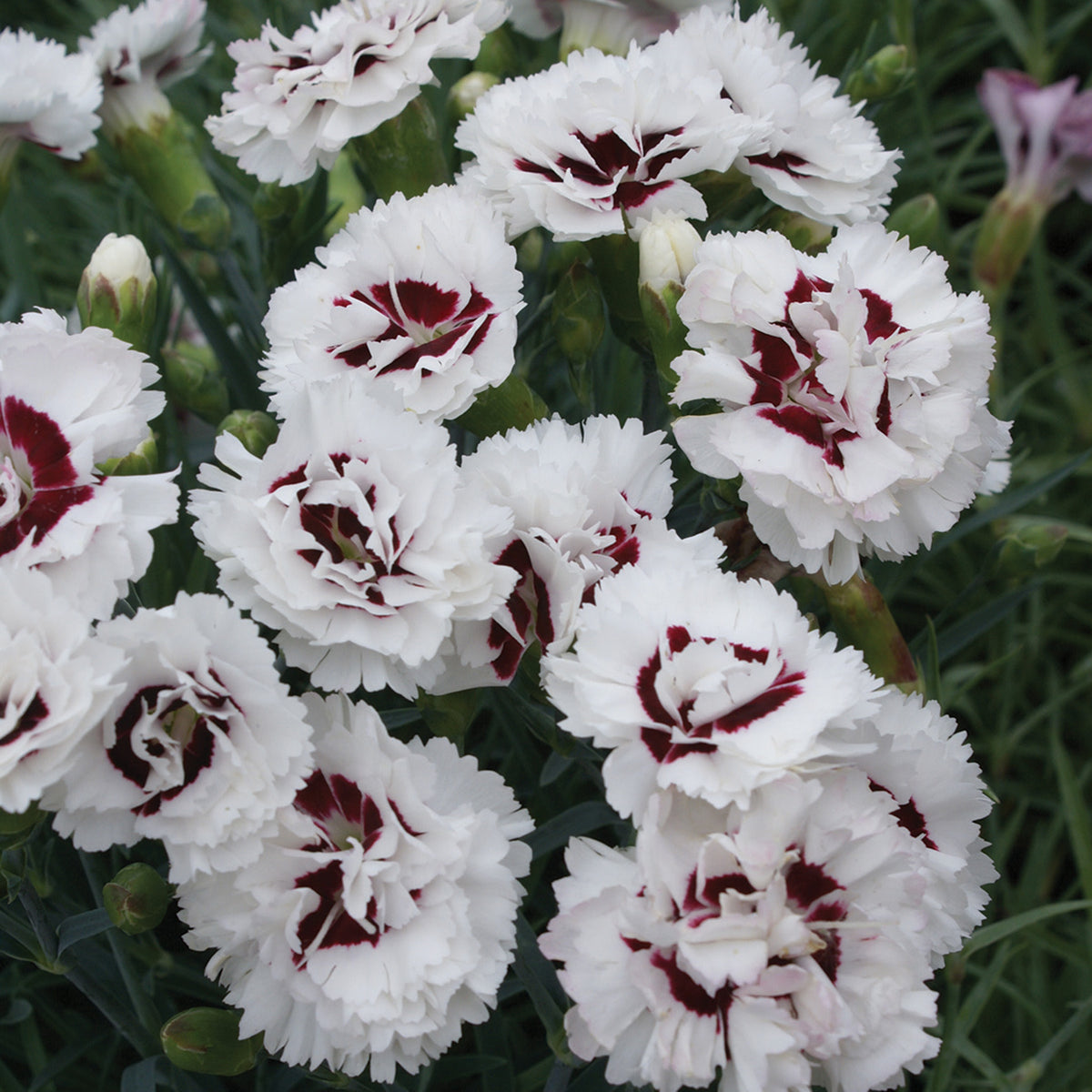 Dianthus, Scent First® Coconut Surprise