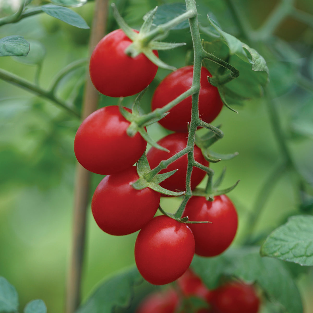 Tomato, Ruby Crush Hybrid