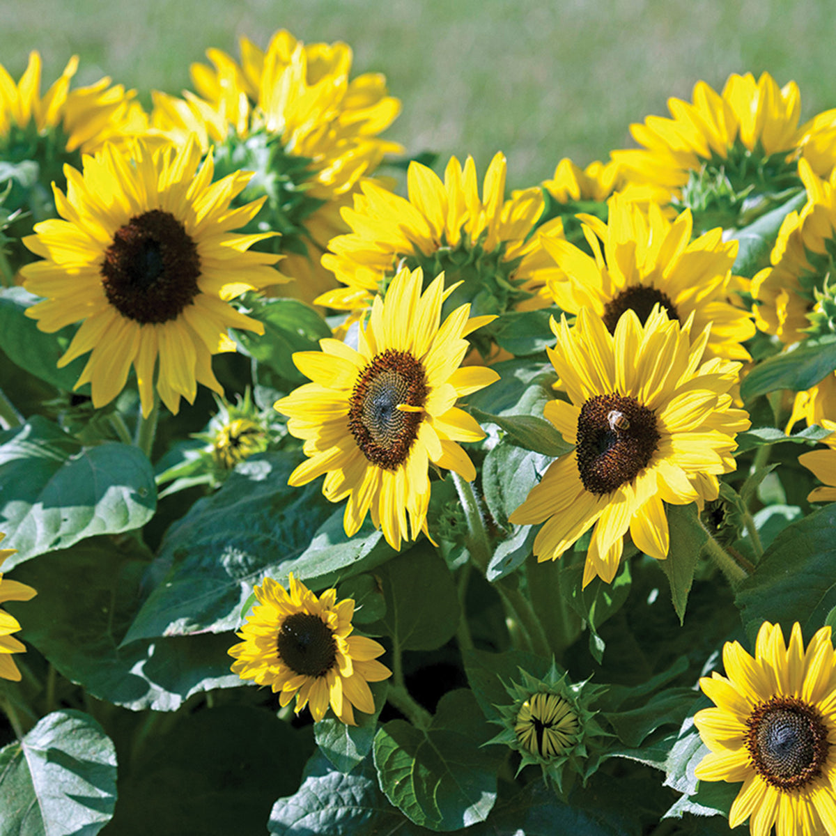 Sunflower, Suntastic Yellow With Black Center Hybrid