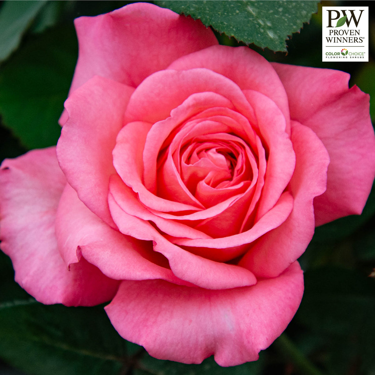 Rose, Shrub, Reminiscent® Coral