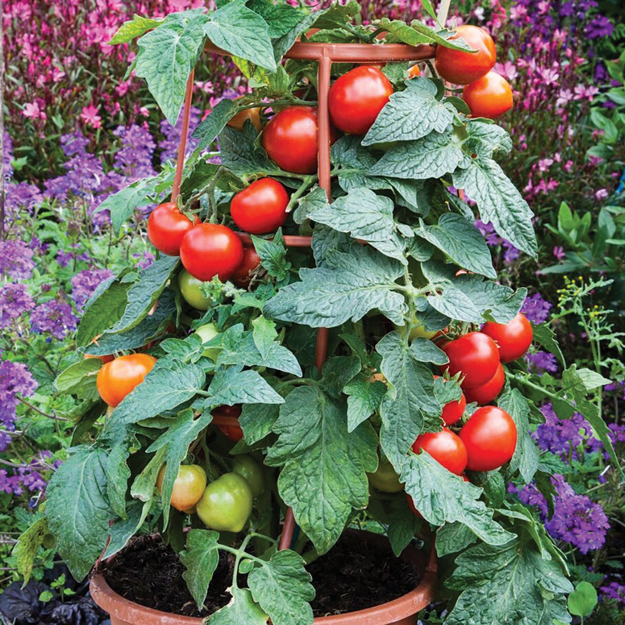 Tomato, Divinity Hybrid