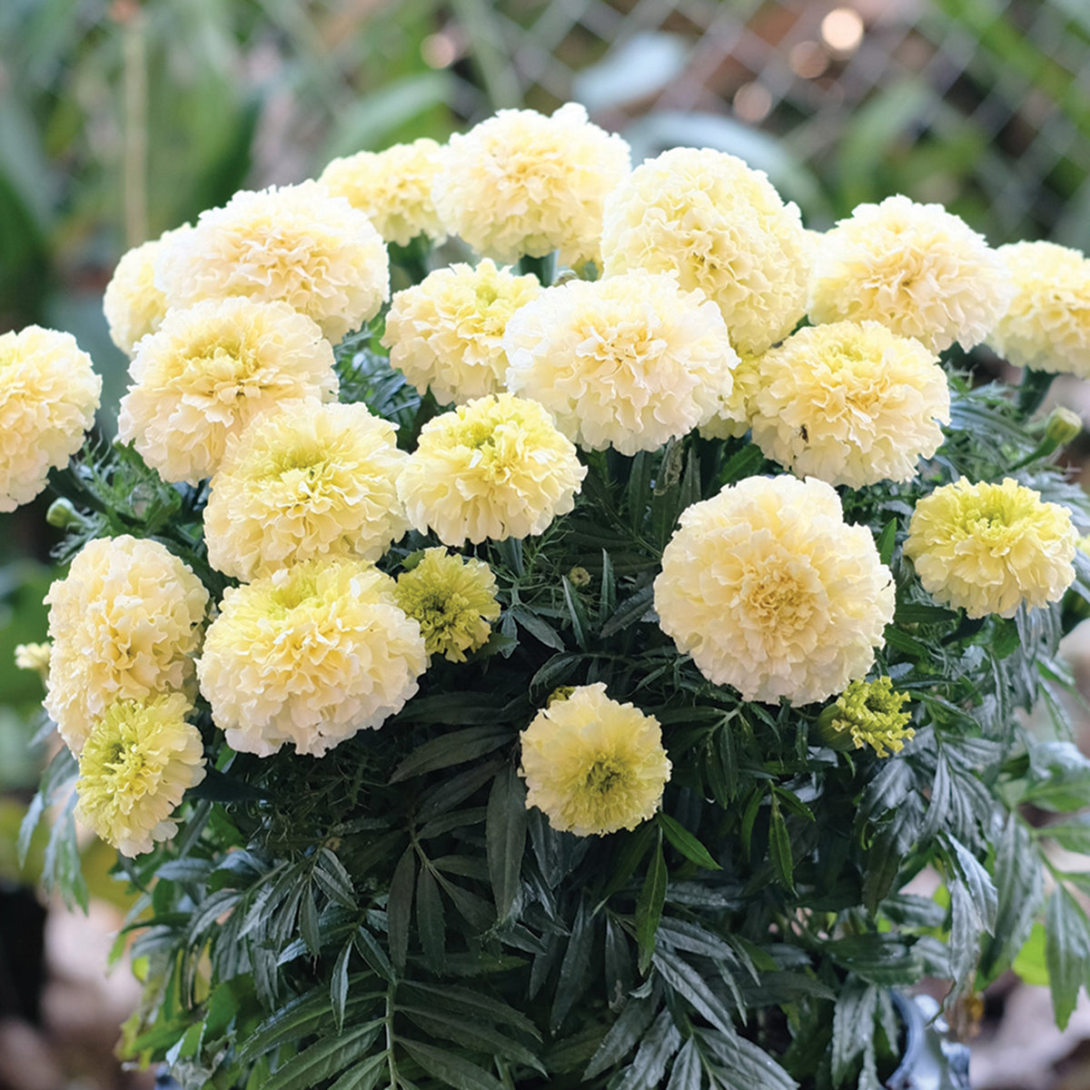 Marigold, Swan Baby Hybrid