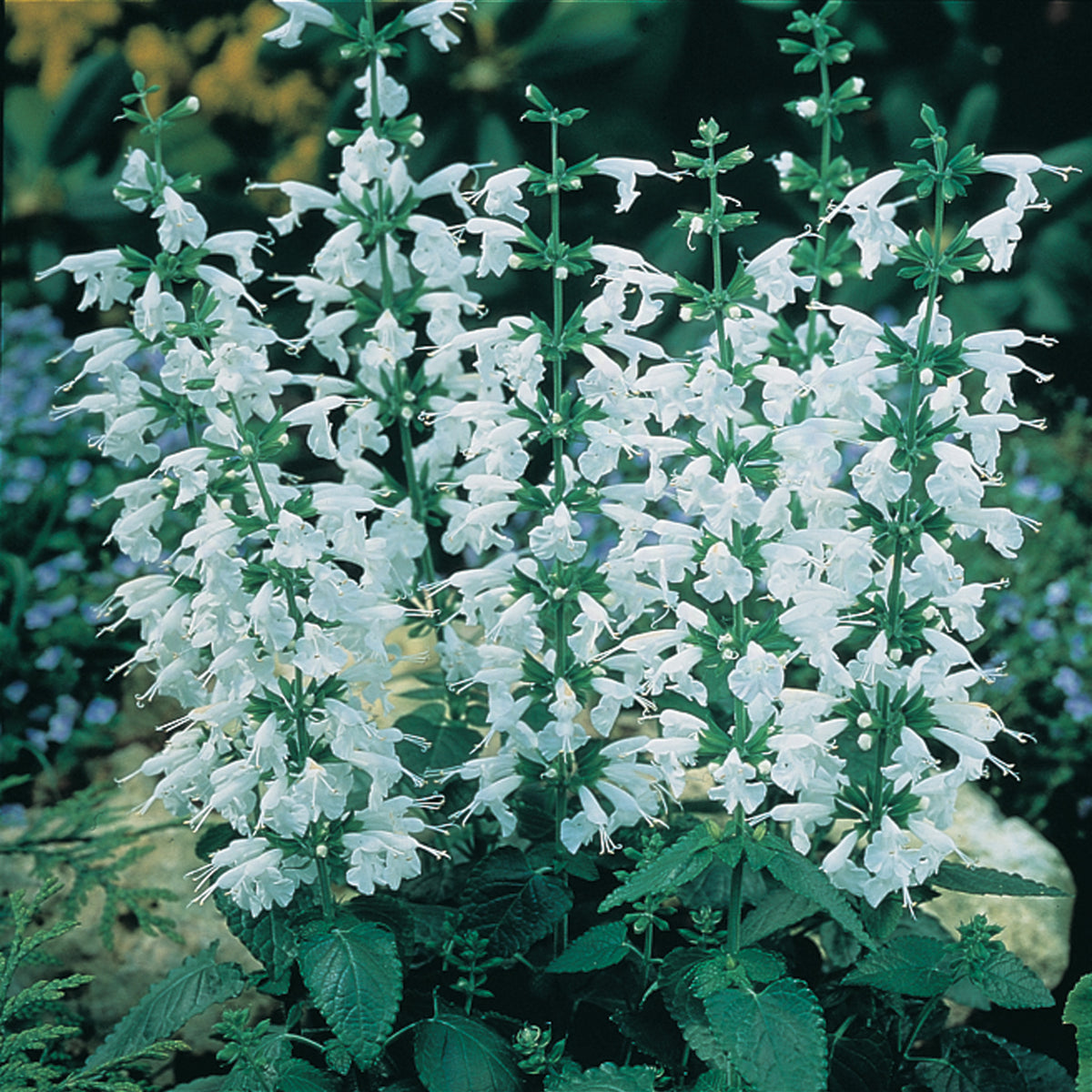 Salvia, Hummingbird Snow Nymph