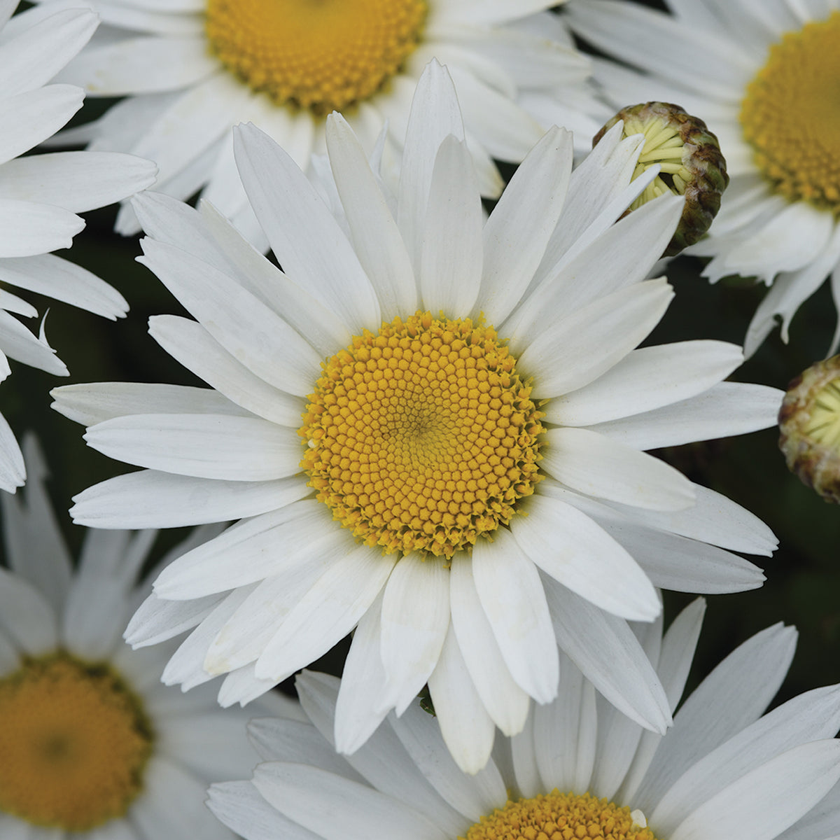 Shasta Daisy, Madonna