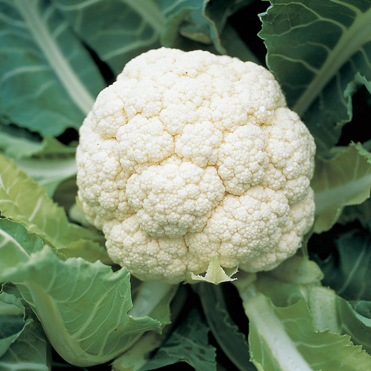 Cauliflower, Amazing