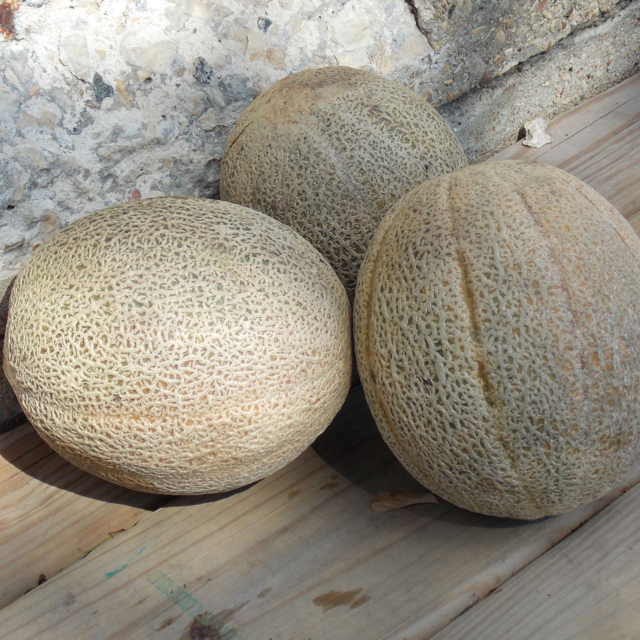 Melon, Hale's Best Jumbo