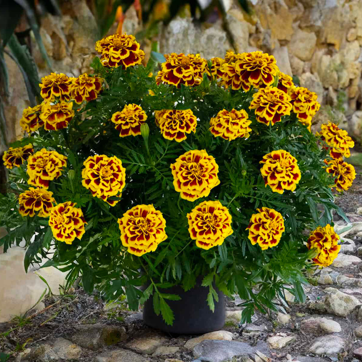 Marigold, Mango Tango