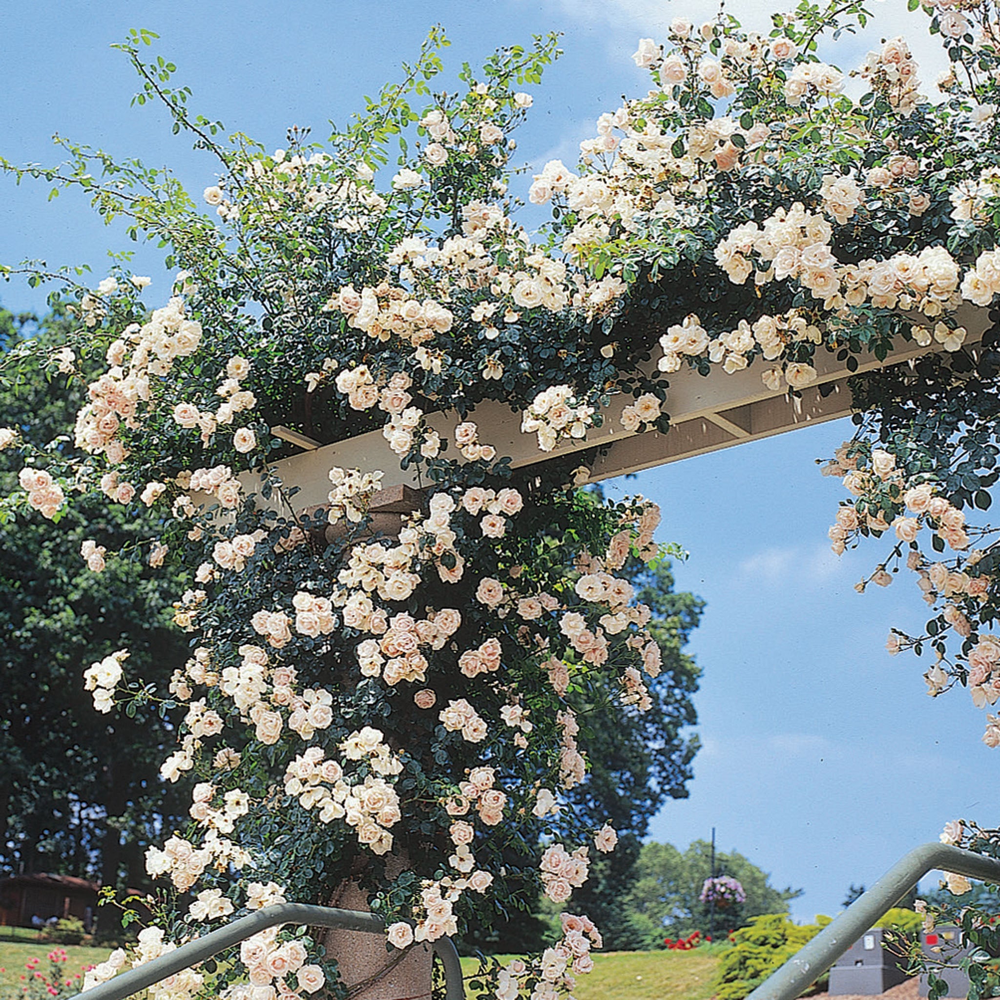 Rose, Climbing, New Dawn