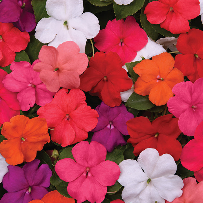 Impatiens,  Beacon® Formula Mix Improved