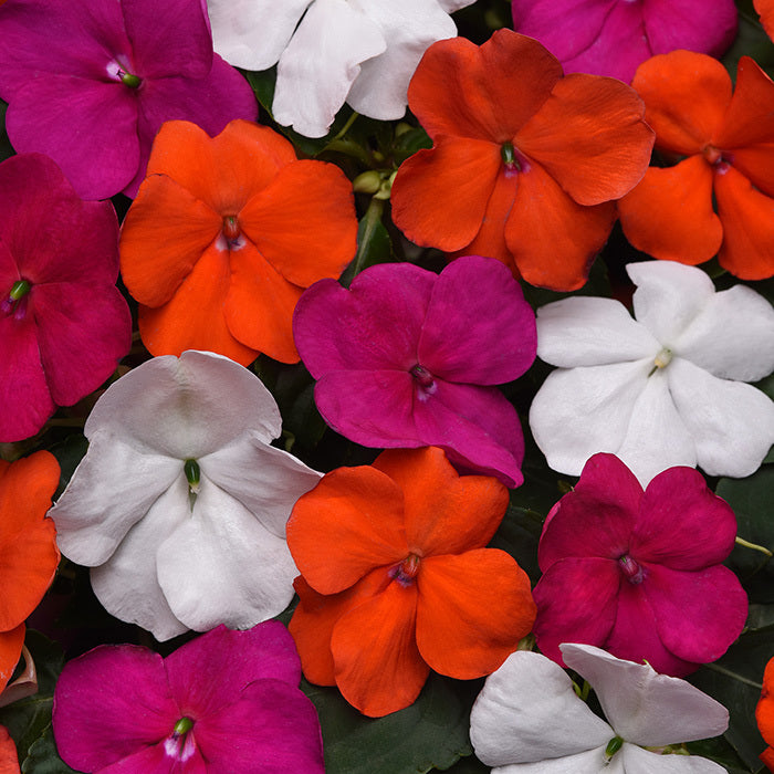 Impatiens,  Beacon® Lindau Mix Improved