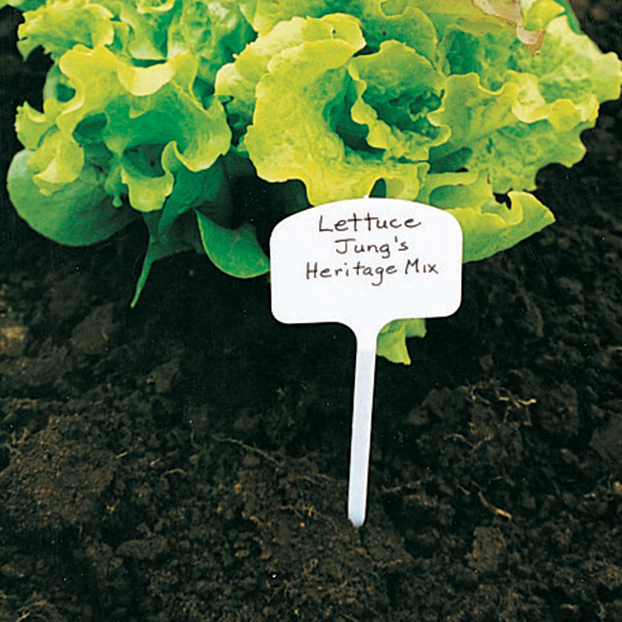 T-Label Plant Marker, 8 Inch, 35 Pack