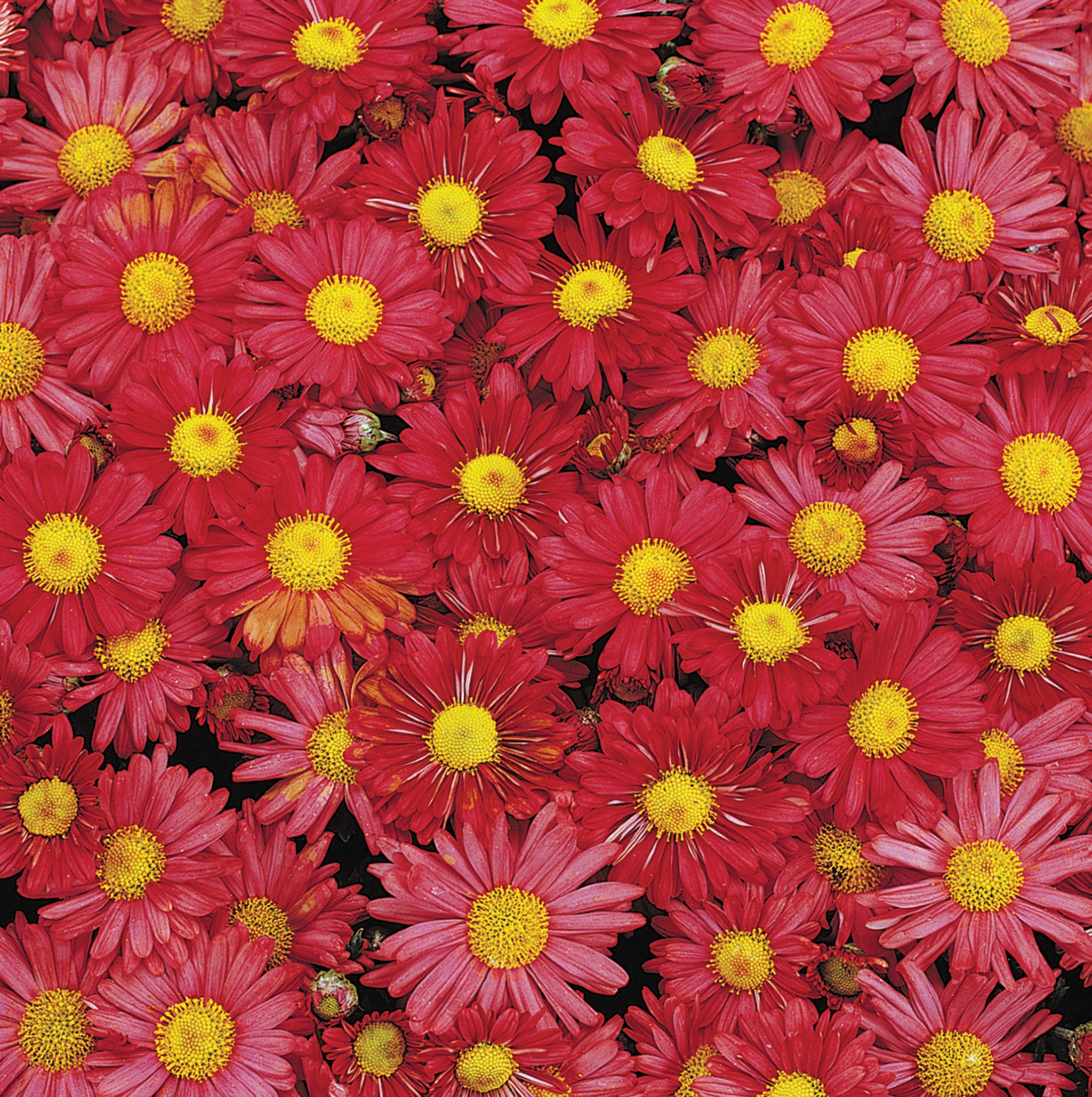 Chrysanthemum, Mammoth™ Red Daisy