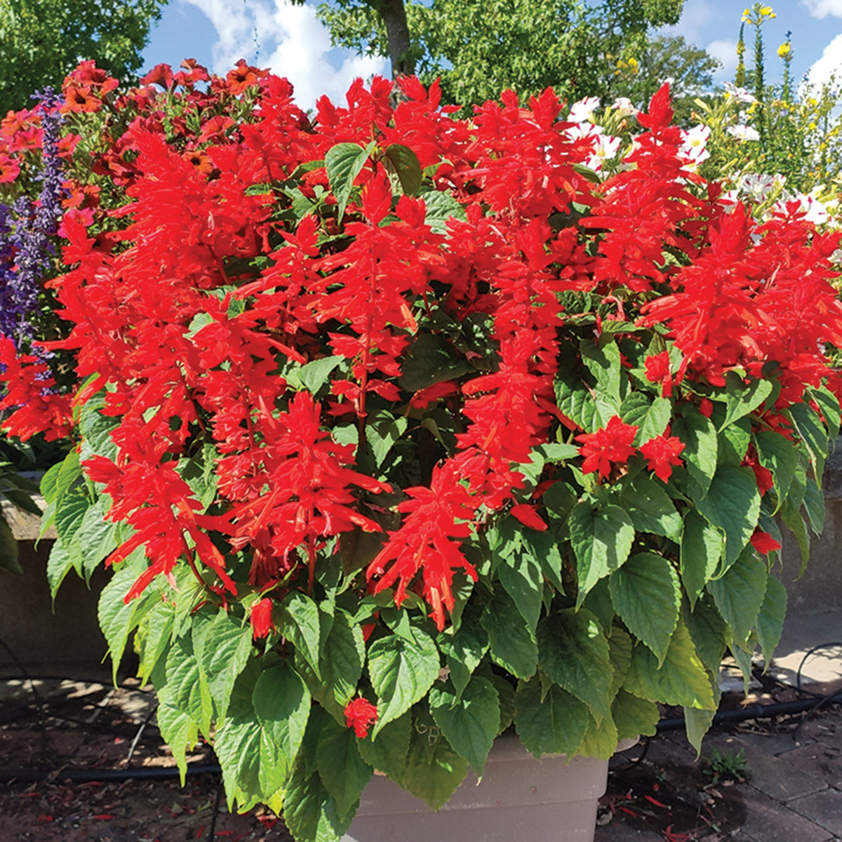 Salvia, Red Hill