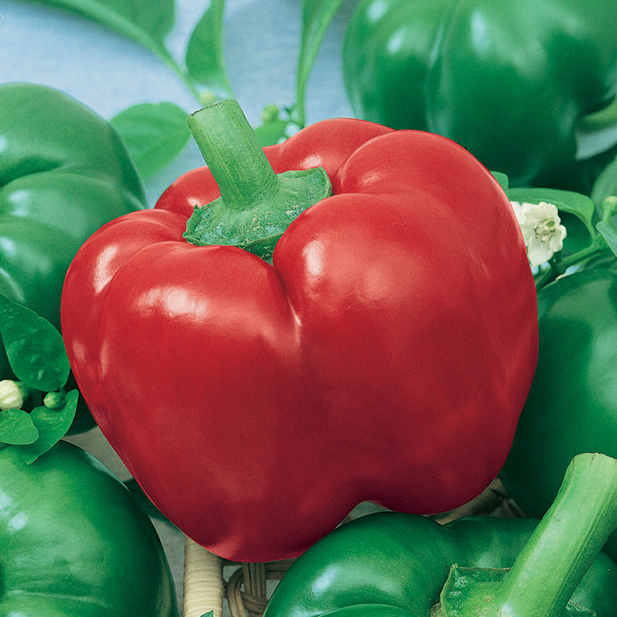 Pepper, Hot, Mexibell Hybrid