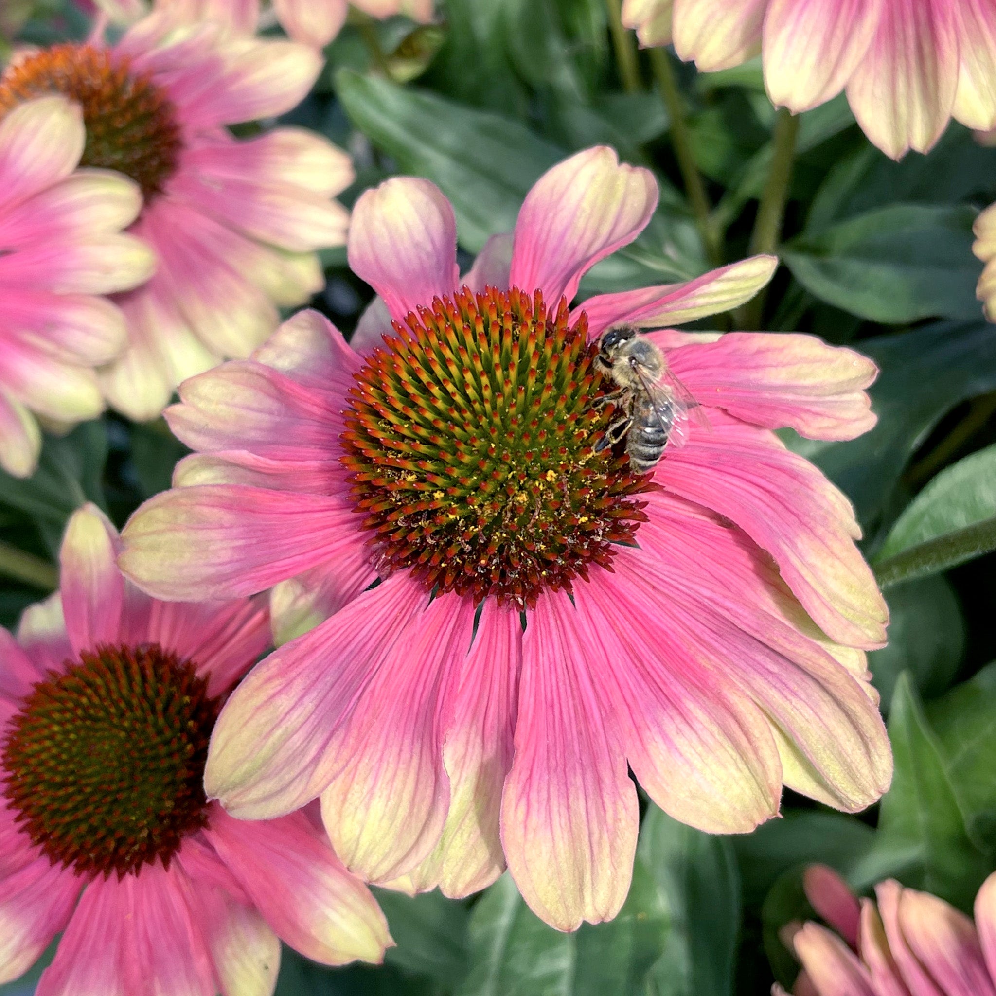 Echinacea, Kismet® Pink Lemonade