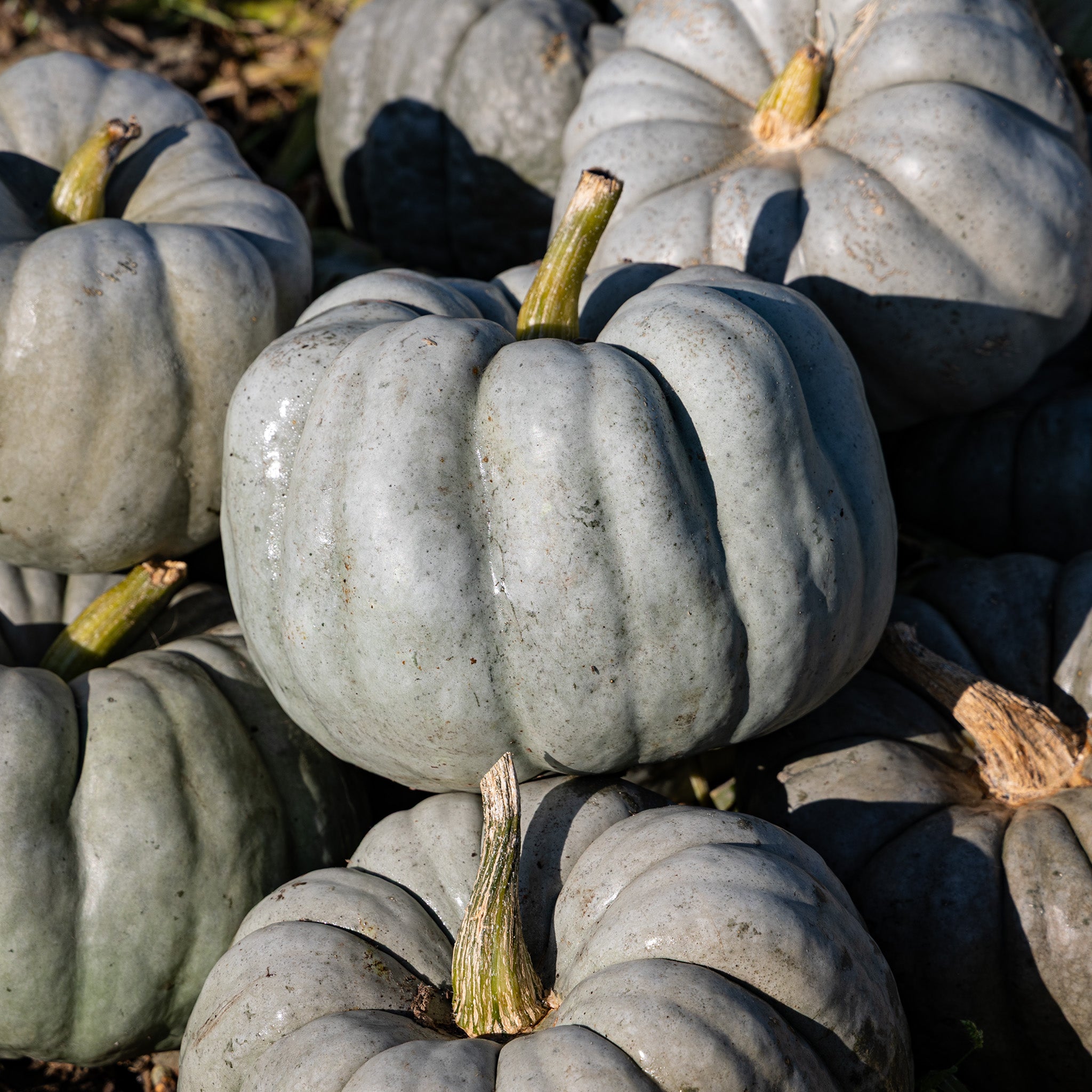 Pumpkin, Blue Doll Hybrid