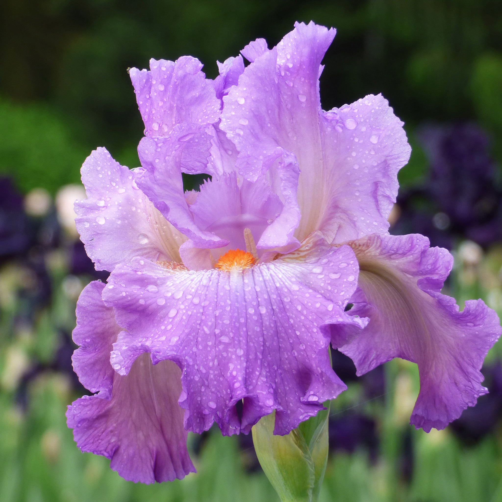Iris, Bearded, Scrumdiddlyumptious