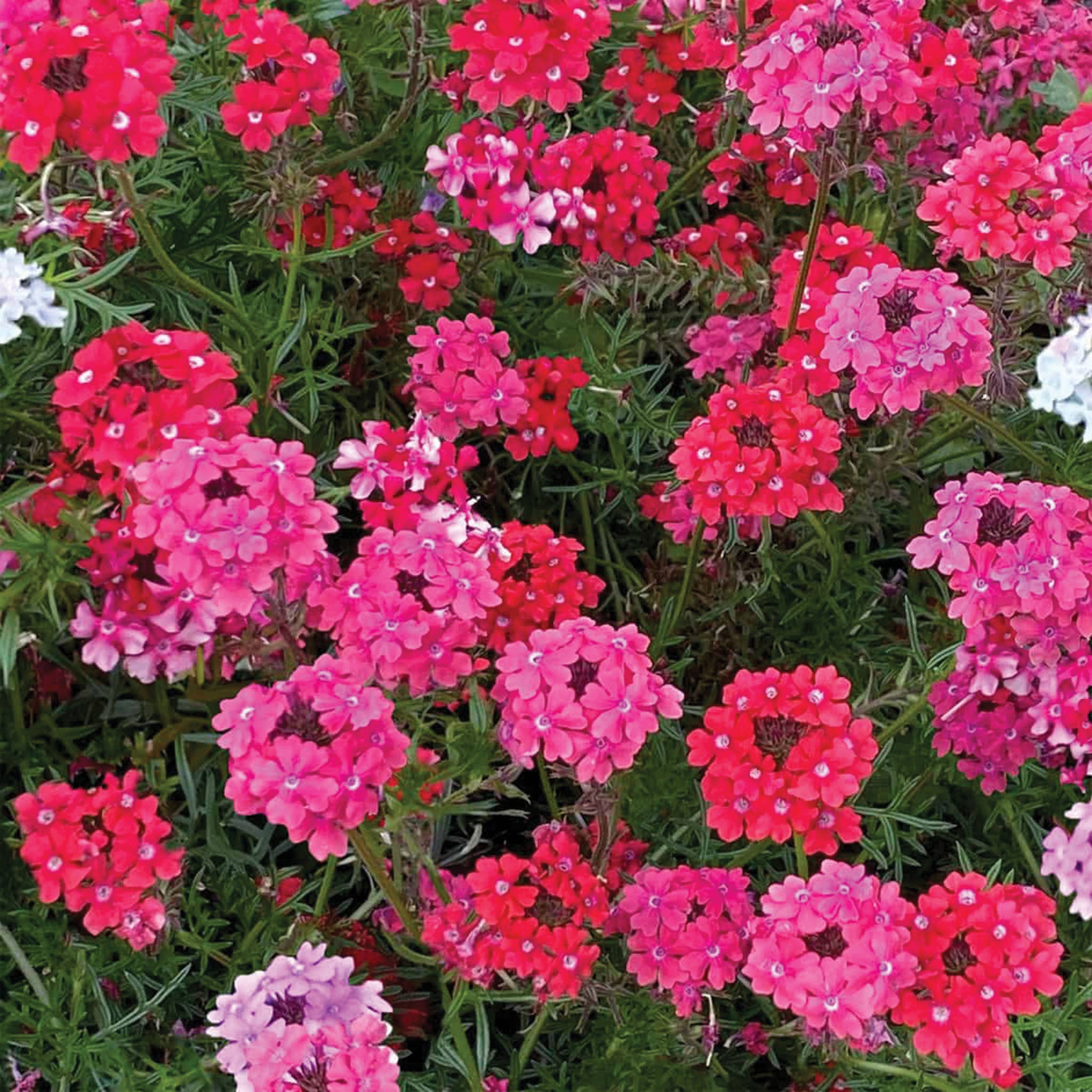 Verbena, Sweetheart Kisses – Jung Seed Company
