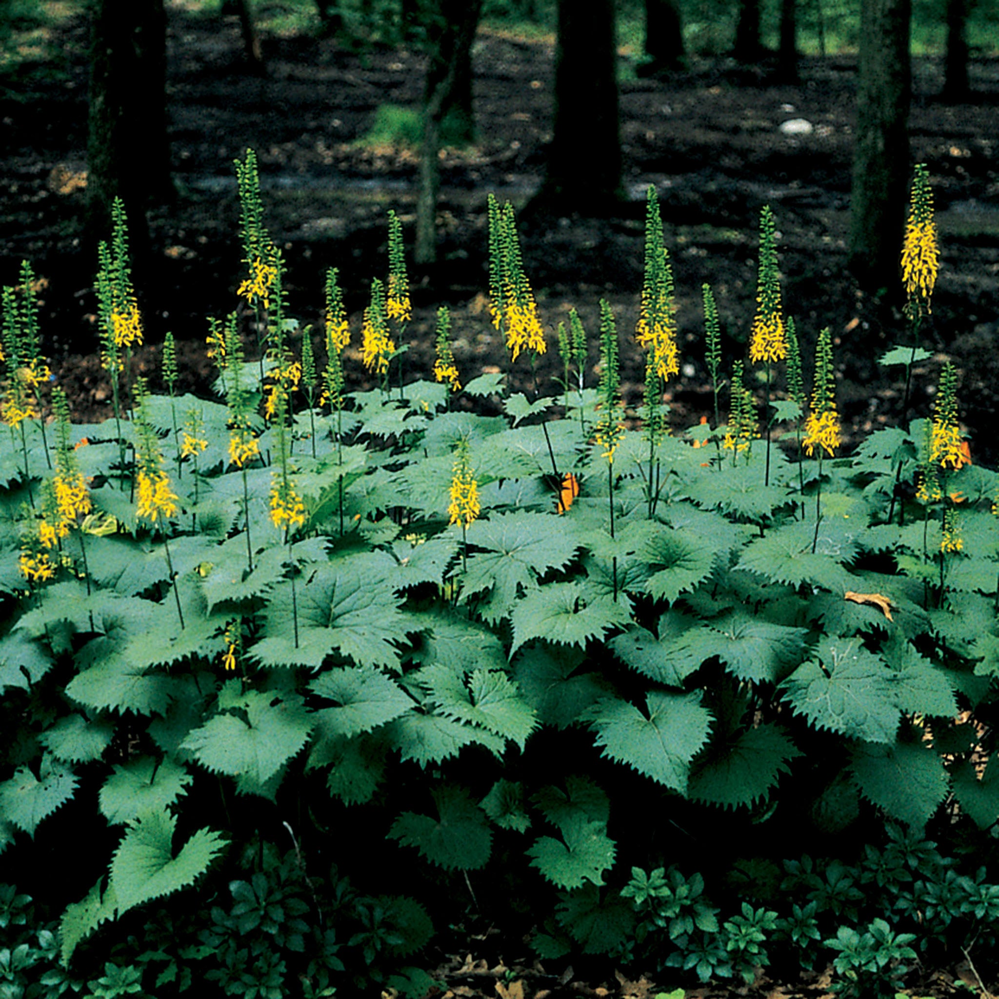 Ligularia, The Rocket