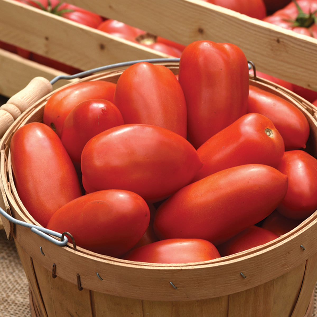 Tomato, La Roma IV Hybrid