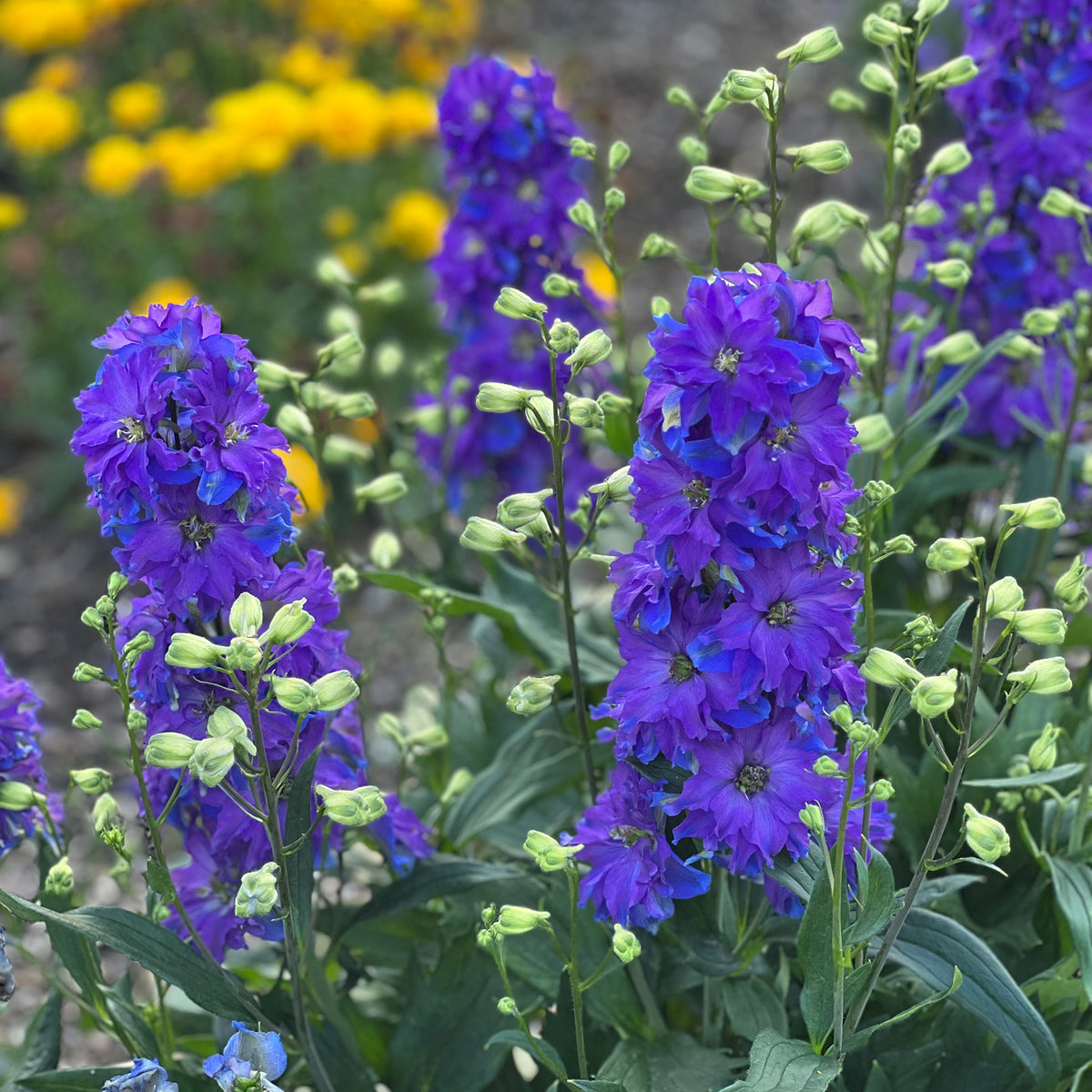 Delphinium, Delgenius™ Kingsley