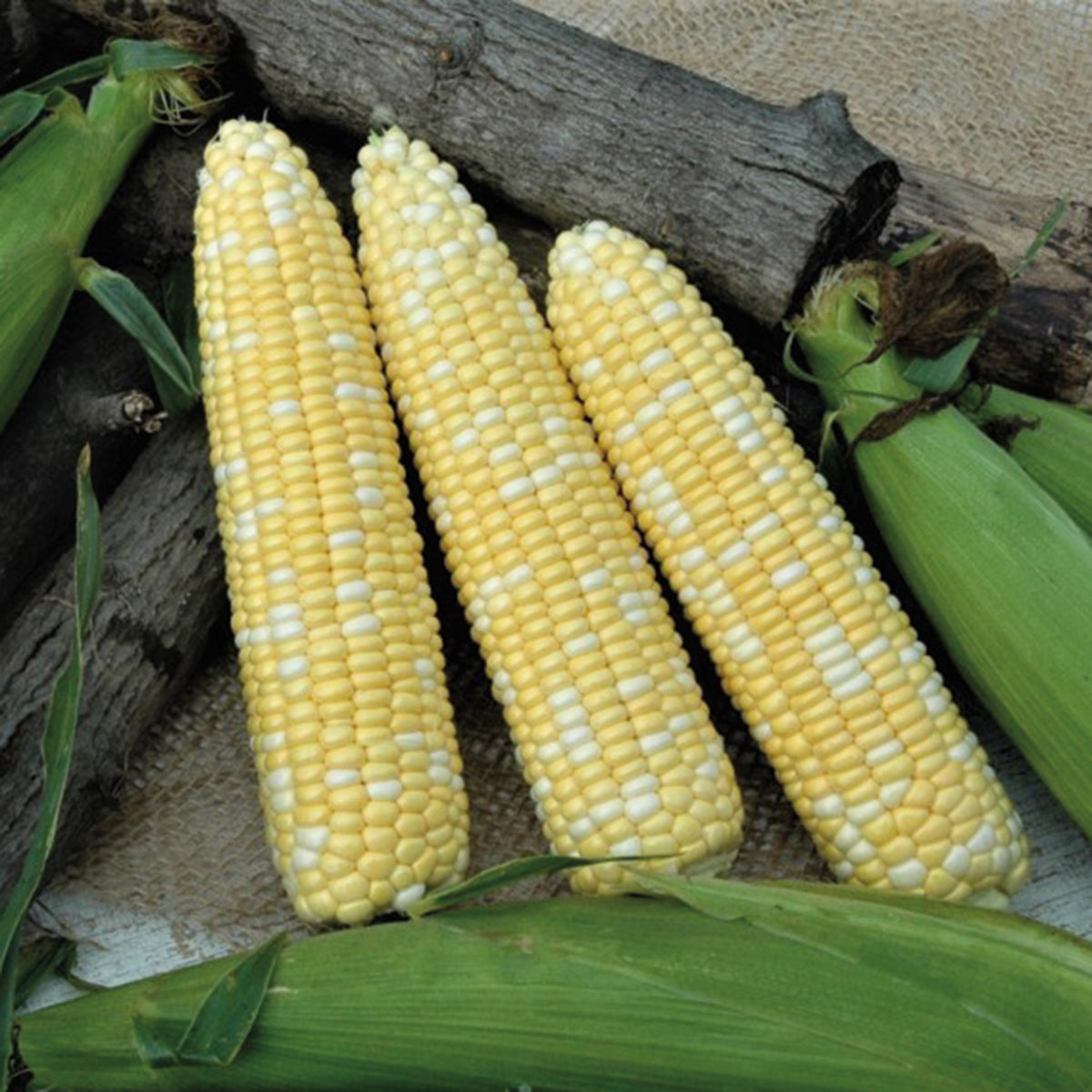 Sweet Corn, Catalyst XR Bicolor Hybrid, Treated