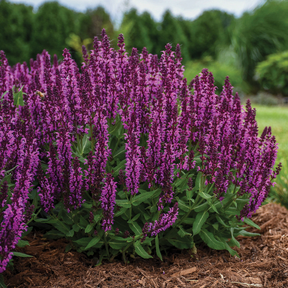 Salvia, Bumbleberry