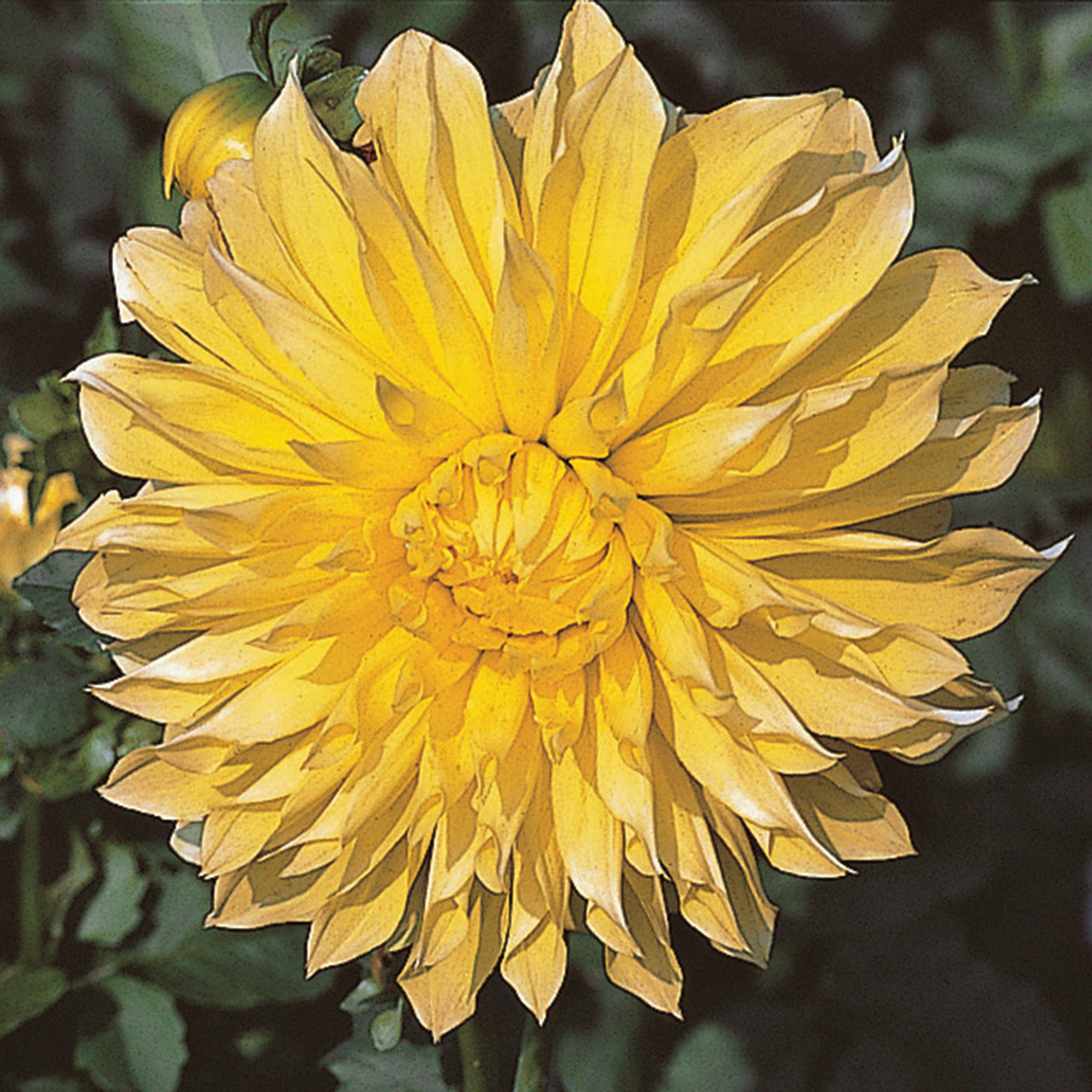 Dahlia, Kelvin Floodlight