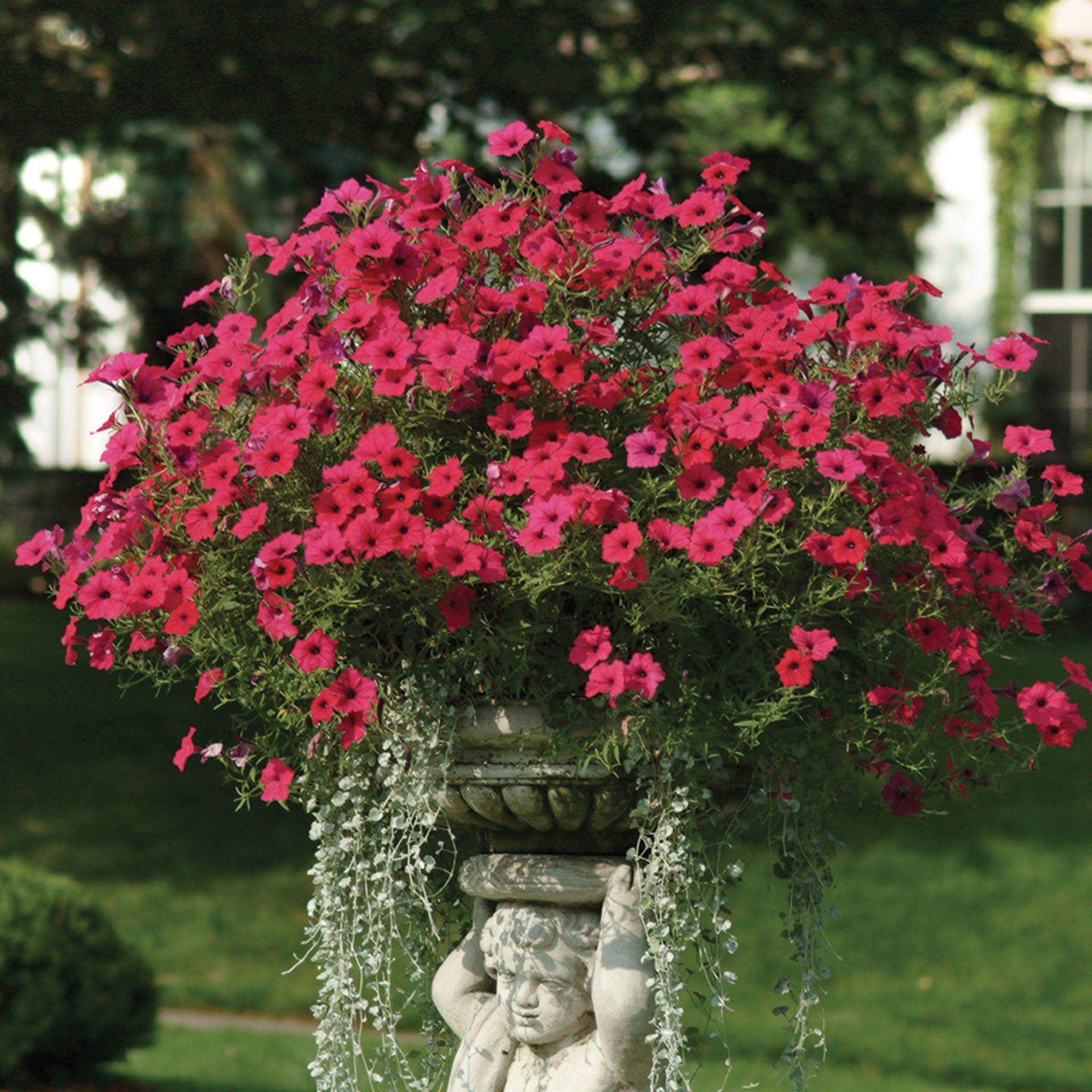 Petunia,  Tidal Wave® Cherry
