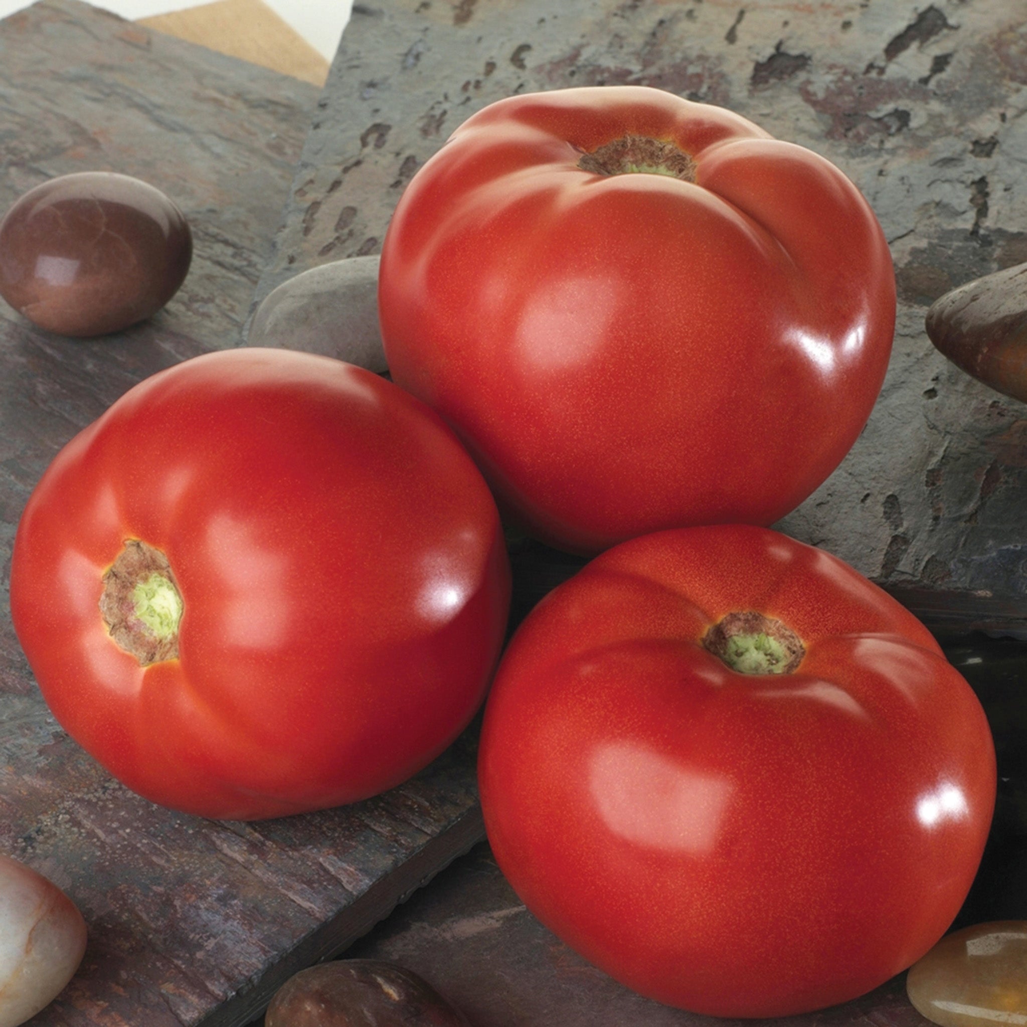 Tomato, Bella Rosa Hybrid