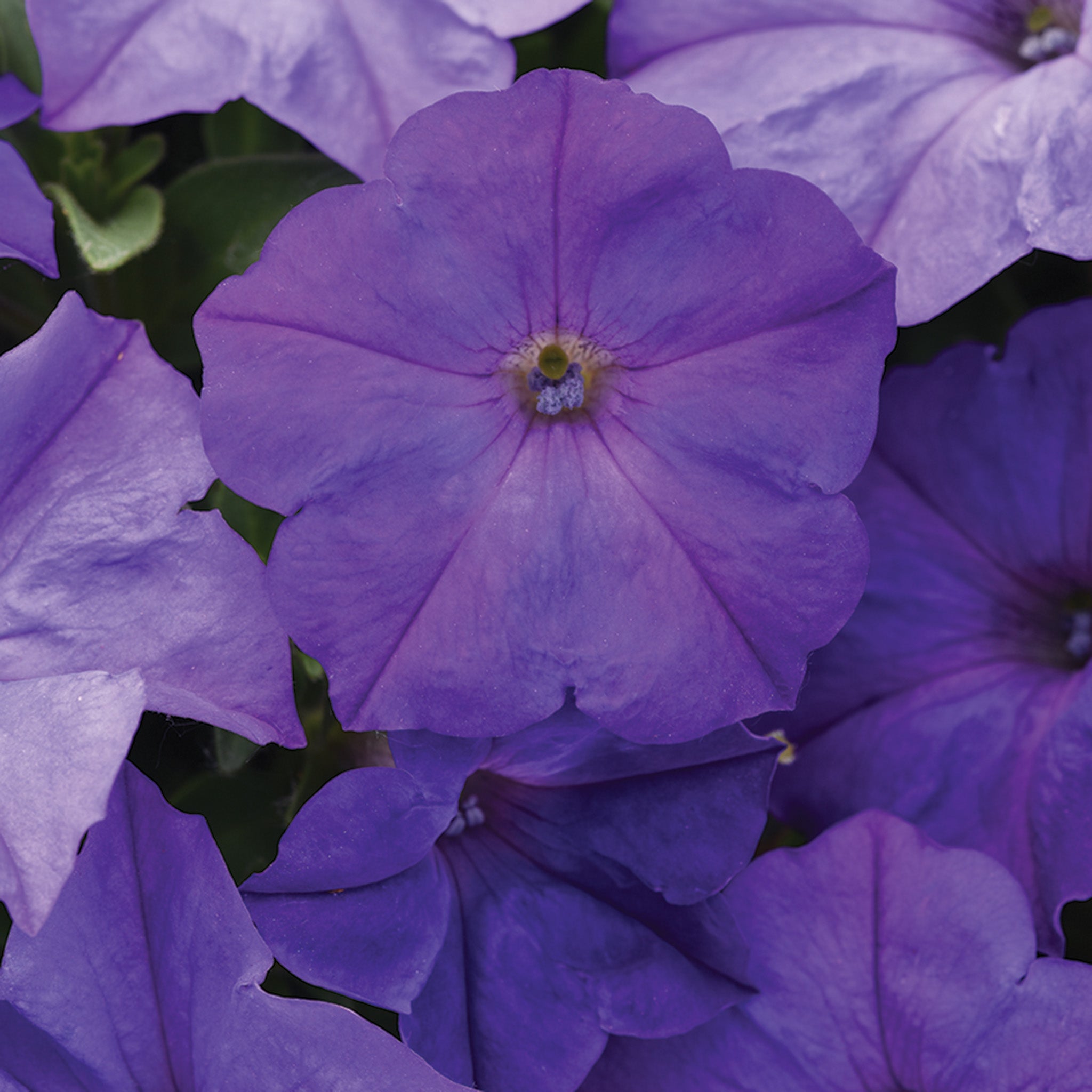 Petunia, Easy Wave® Lavendar Sky Blue Hybrid