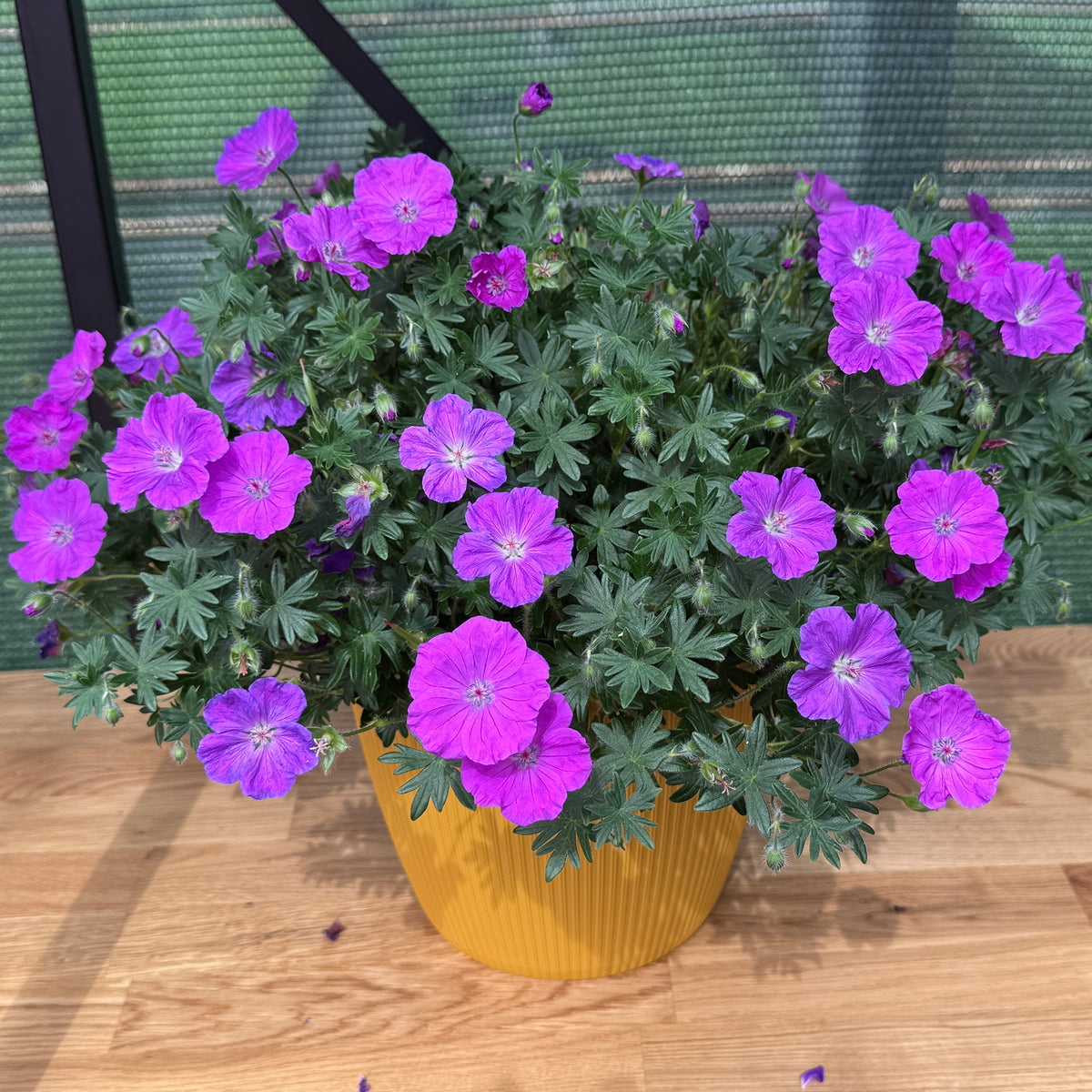 Geranium, Frivolius™ Purple