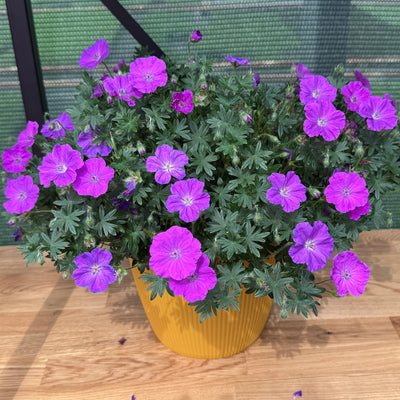 Geranium, Frivolius™ Purple