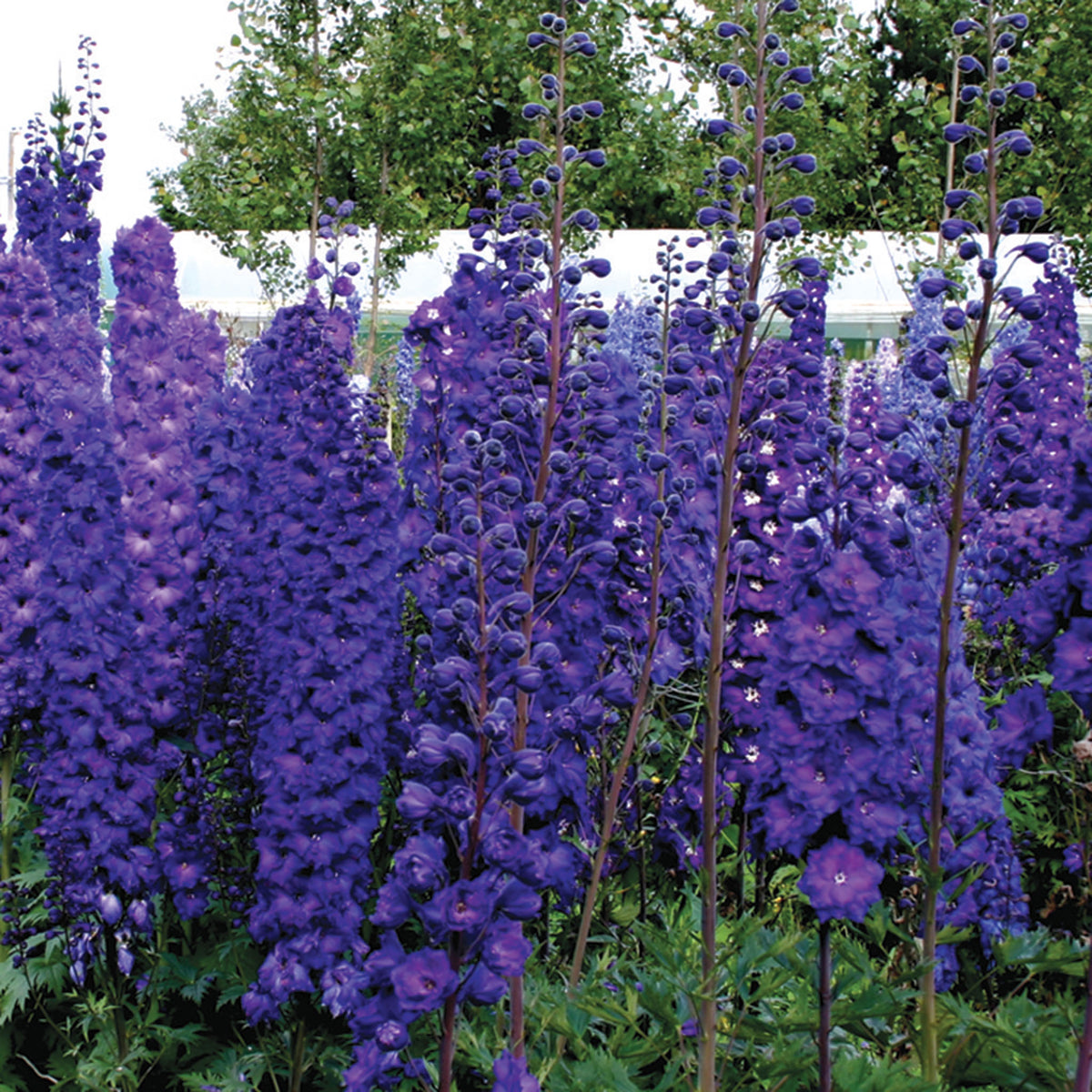 Delphinium, New Millennium™ Hybrid, Pagan Purples