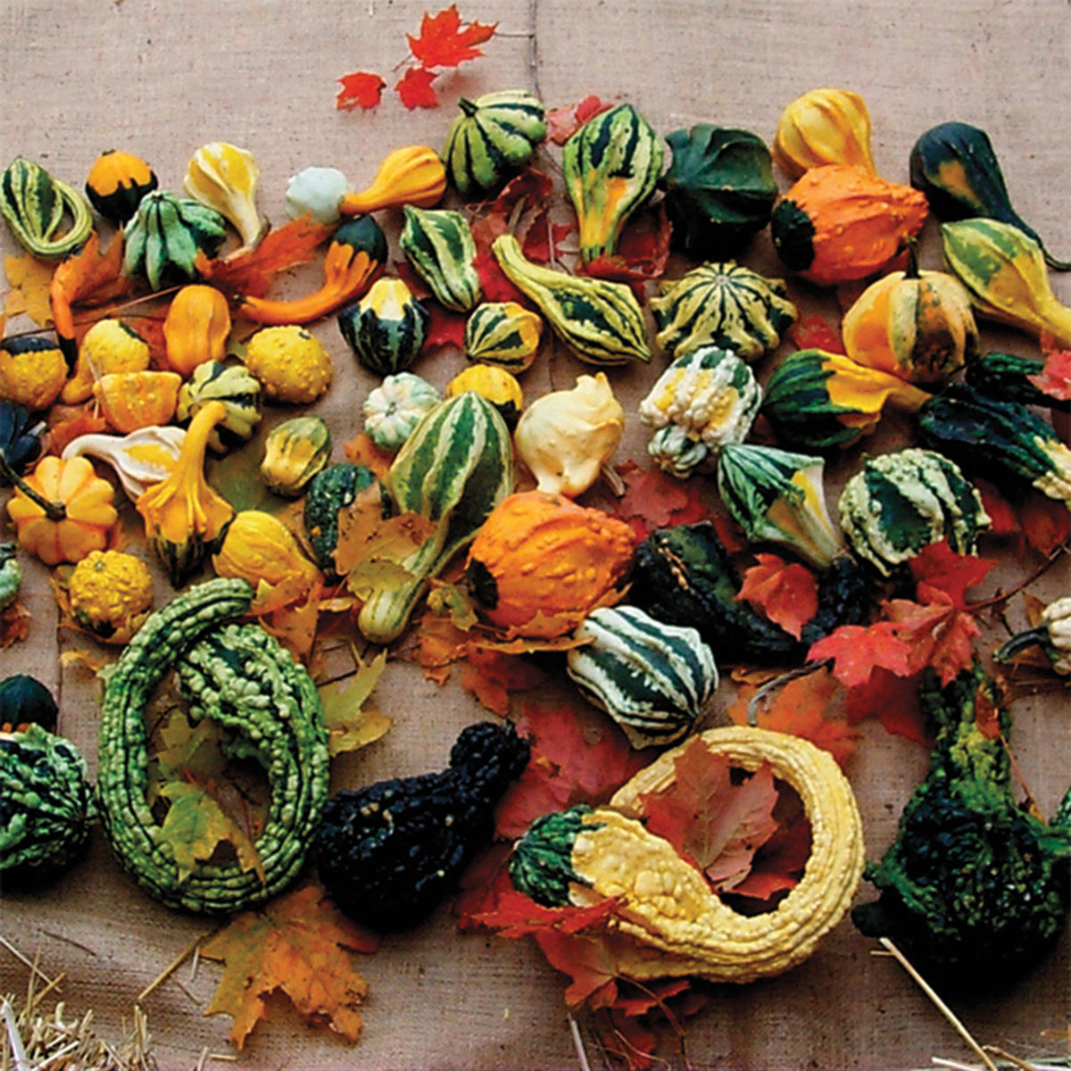 Gourd, Autumn Wings Blend
