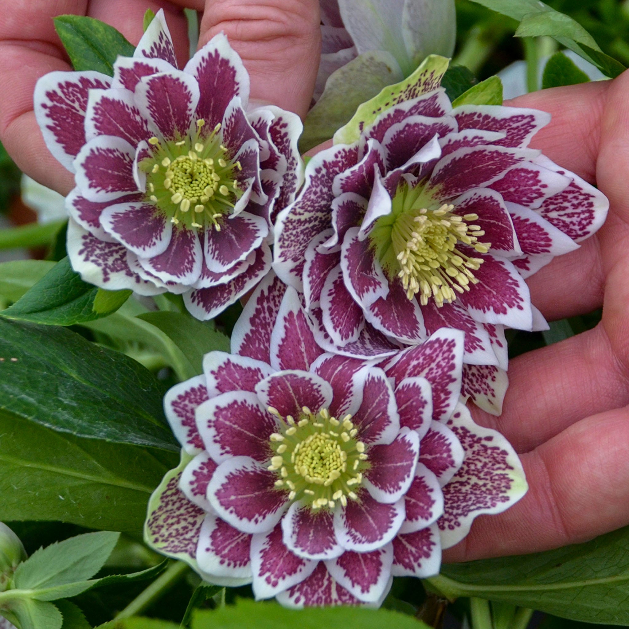Helleborus, Wedding Party® Shotgun Wedding