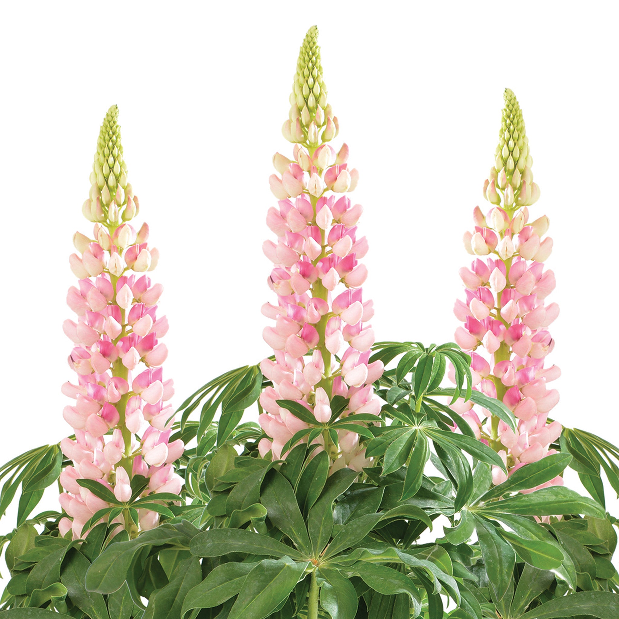 Lupine, Lupini Pink Shades Hybrid