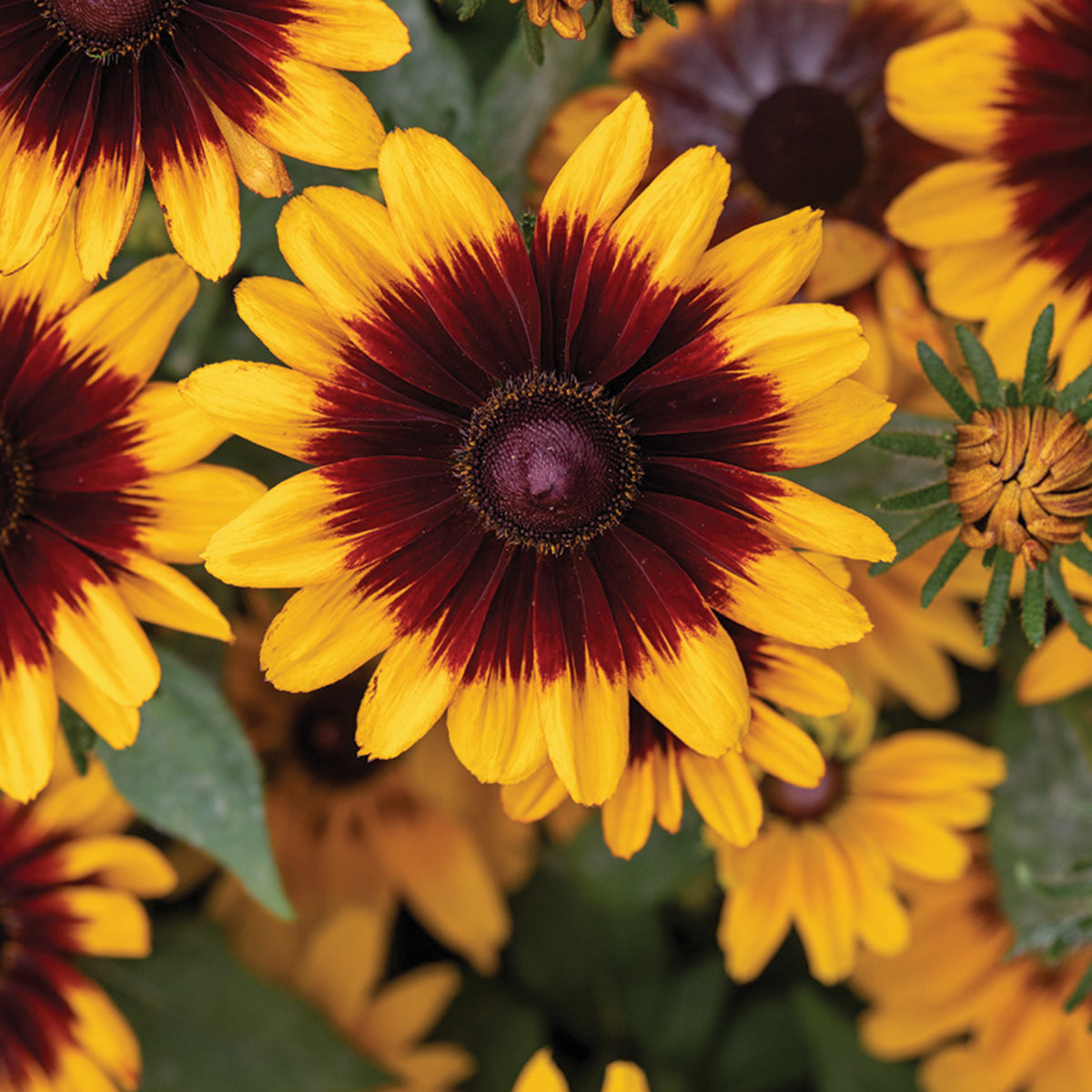 Rudbeckia, Pawnee Spirit