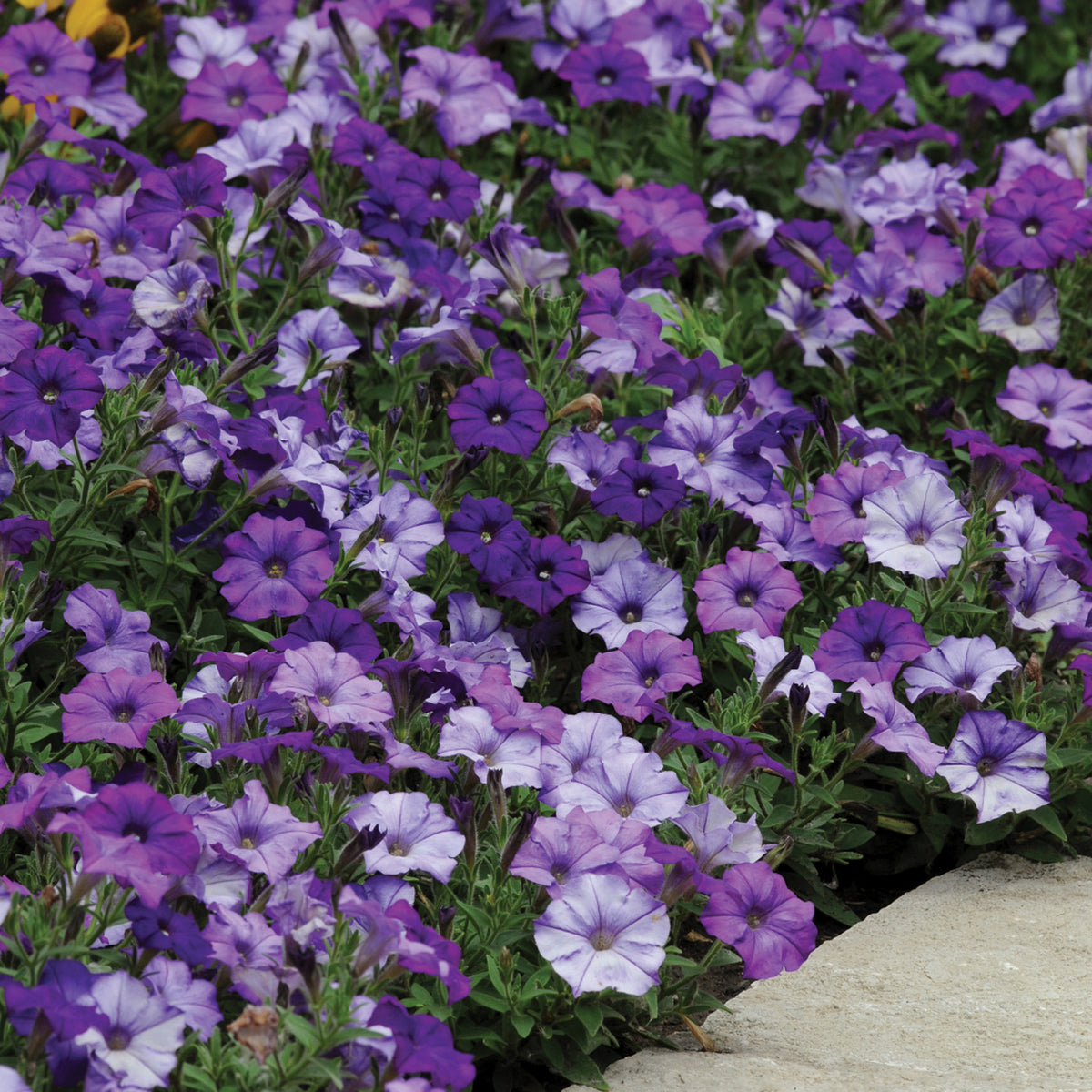 Petunia, Shock Wave® Denim Hybrid