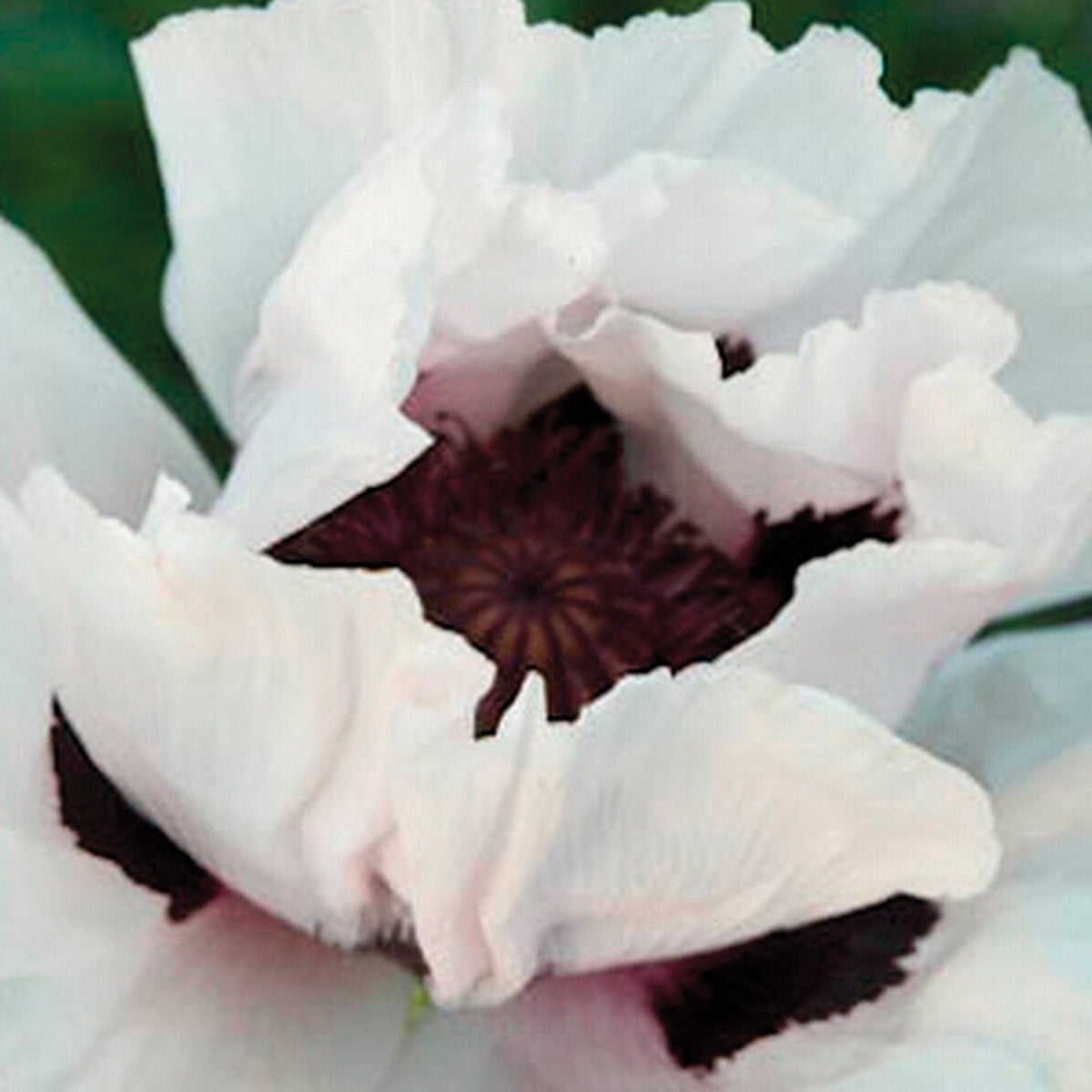 Poppy, Oriental, Snow Goose