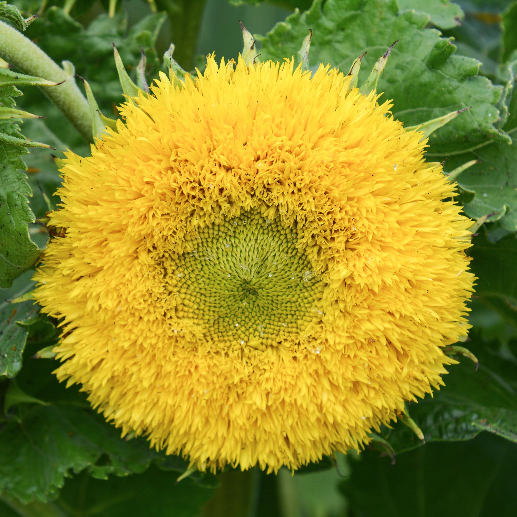 Sunflower, Gummy Bear
