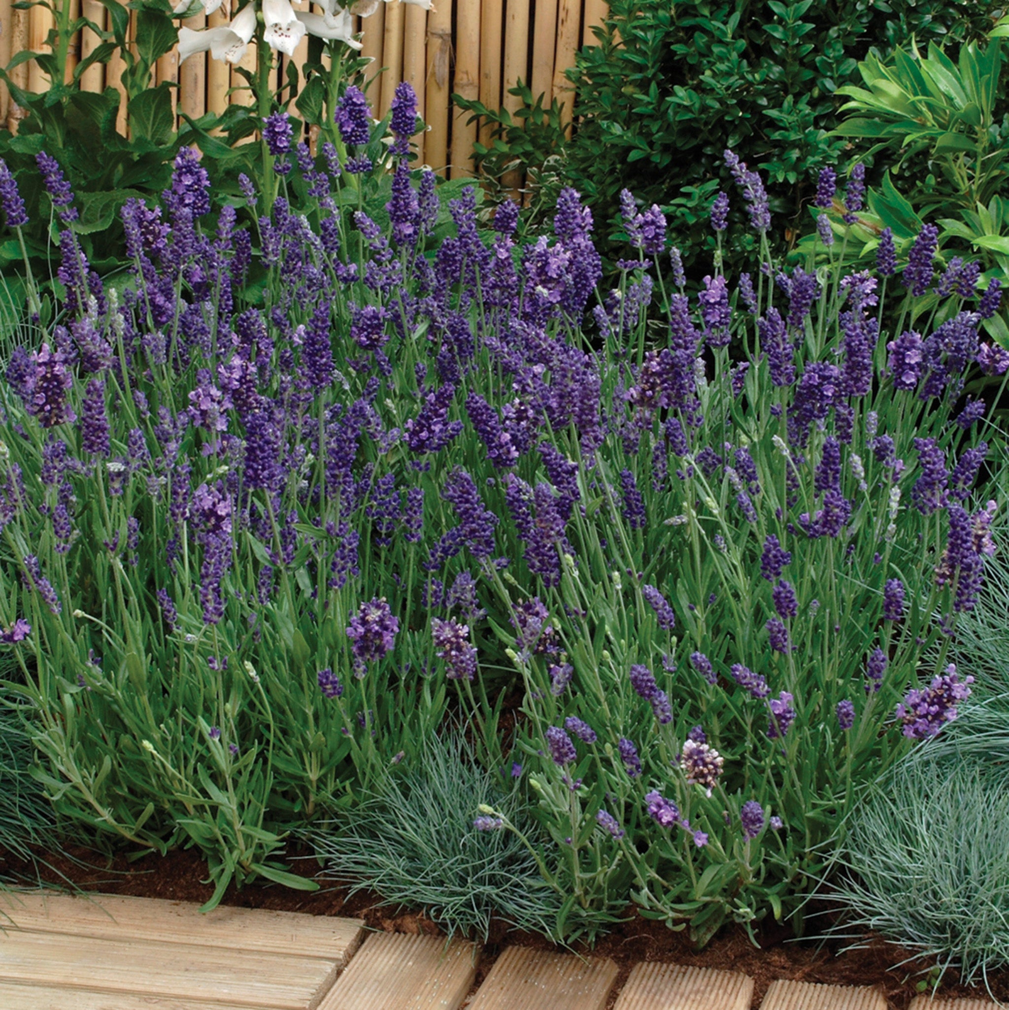 Lavender, Purple Ellagance