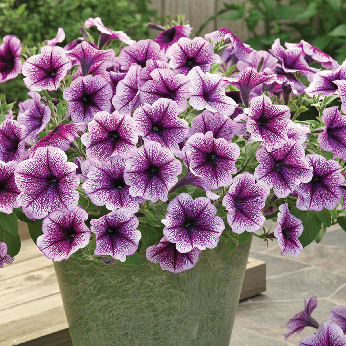Petunia, Opera Supreme™ Purple Vein Hybrid