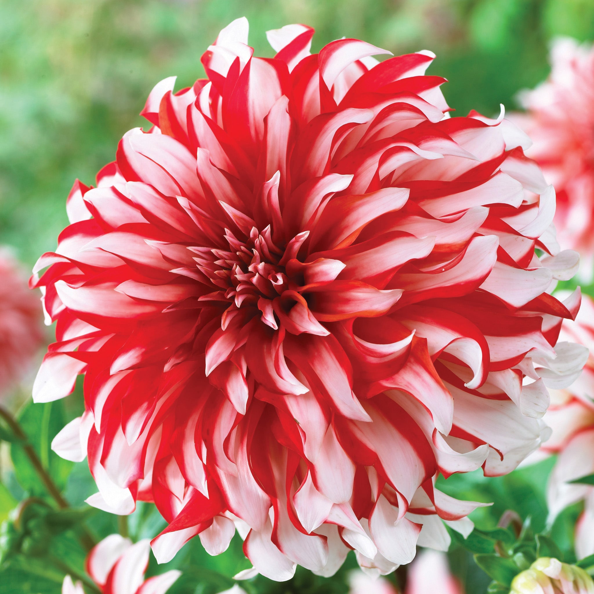 Dahlia, Santa Claus