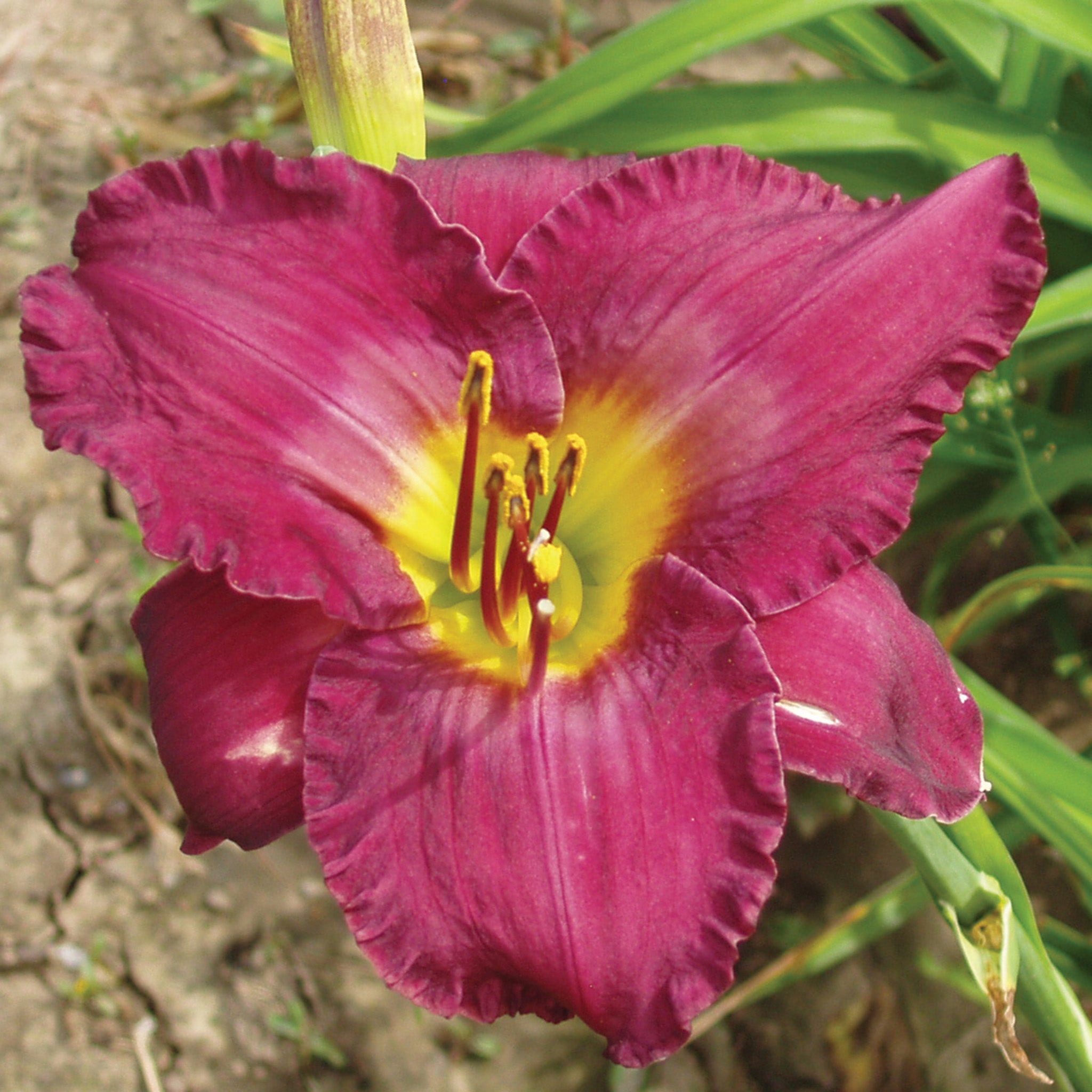 Daylily, Apollodorus