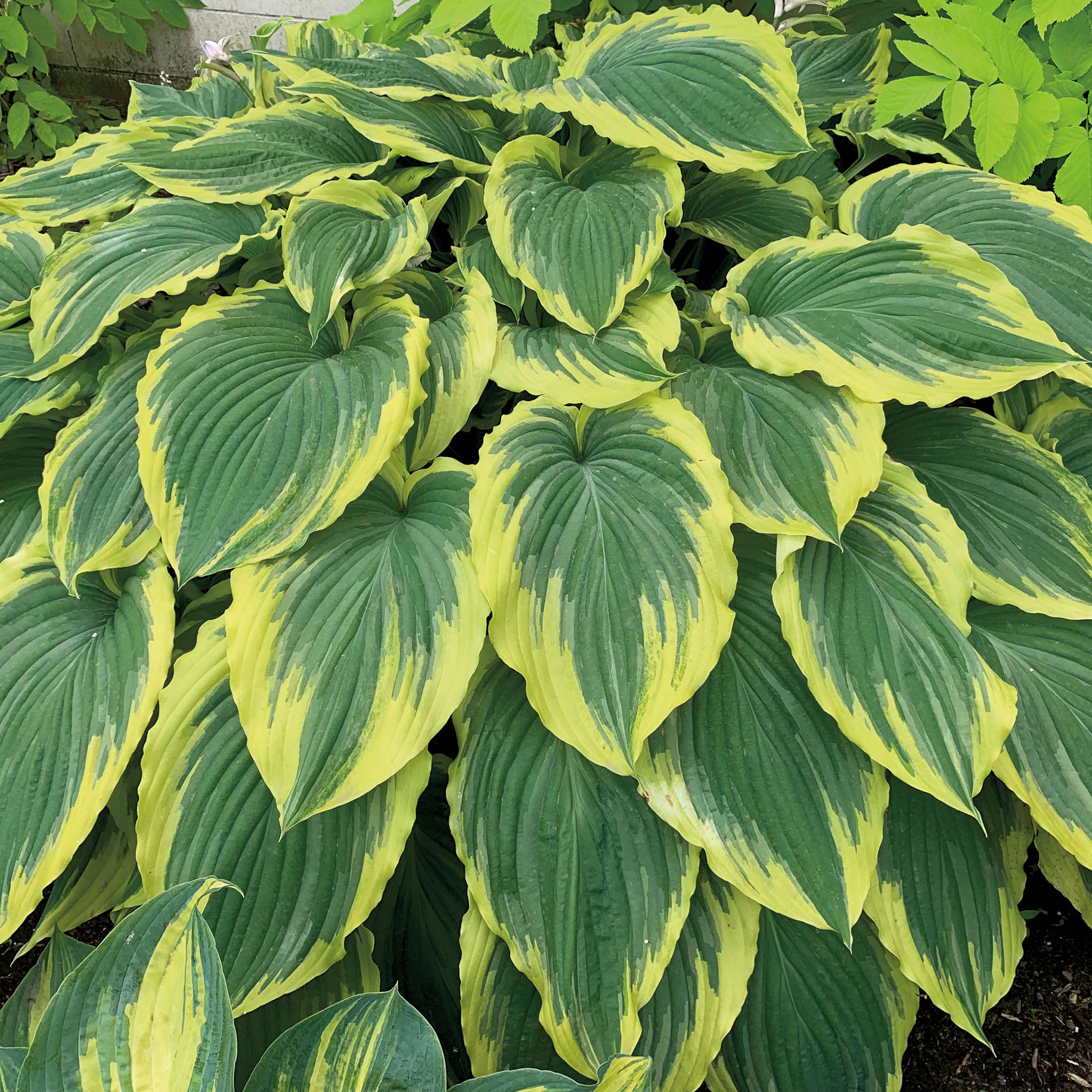 Hosta, Drop-dead Gorgeous