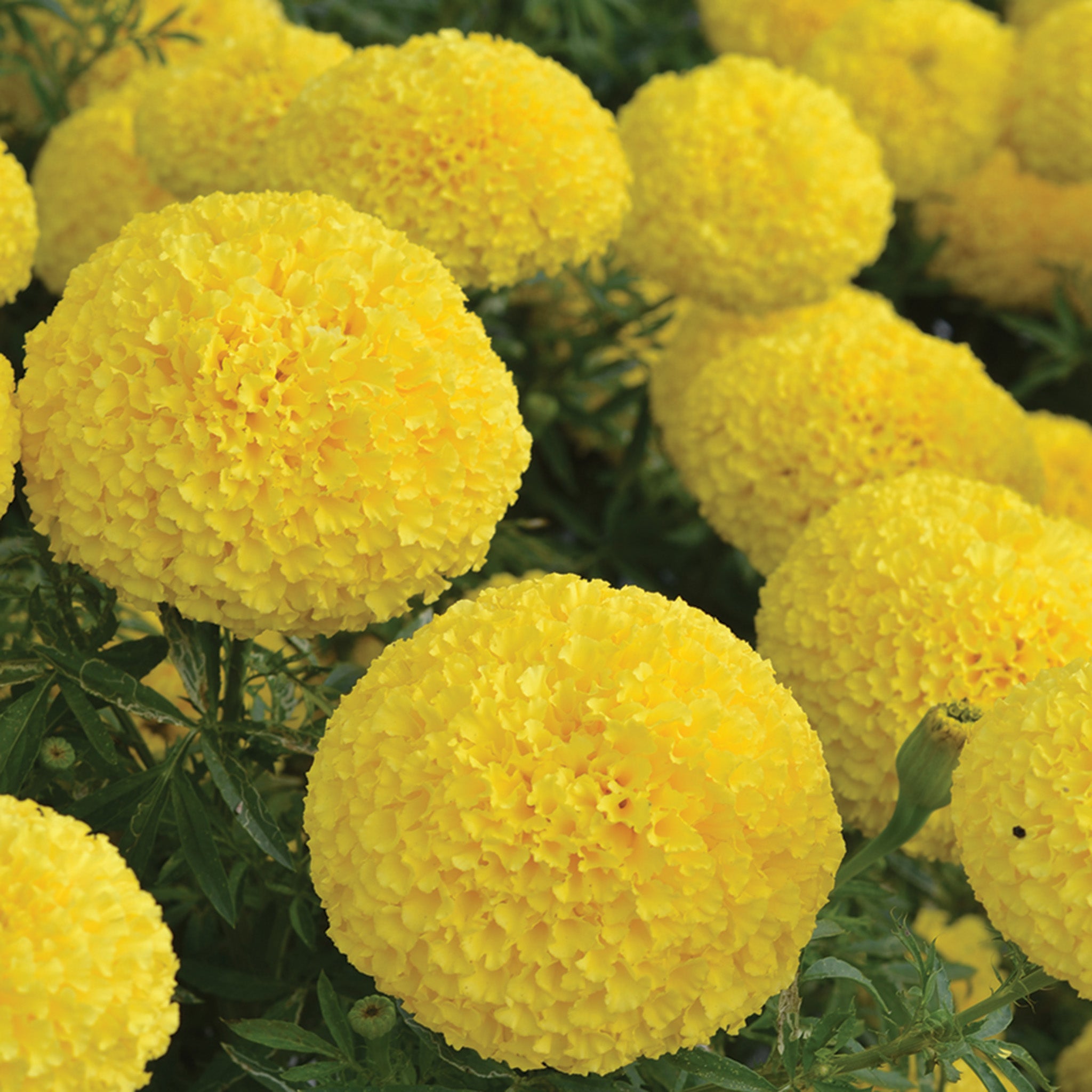 Marigold, Hedge-Mary Yellow Hybrid