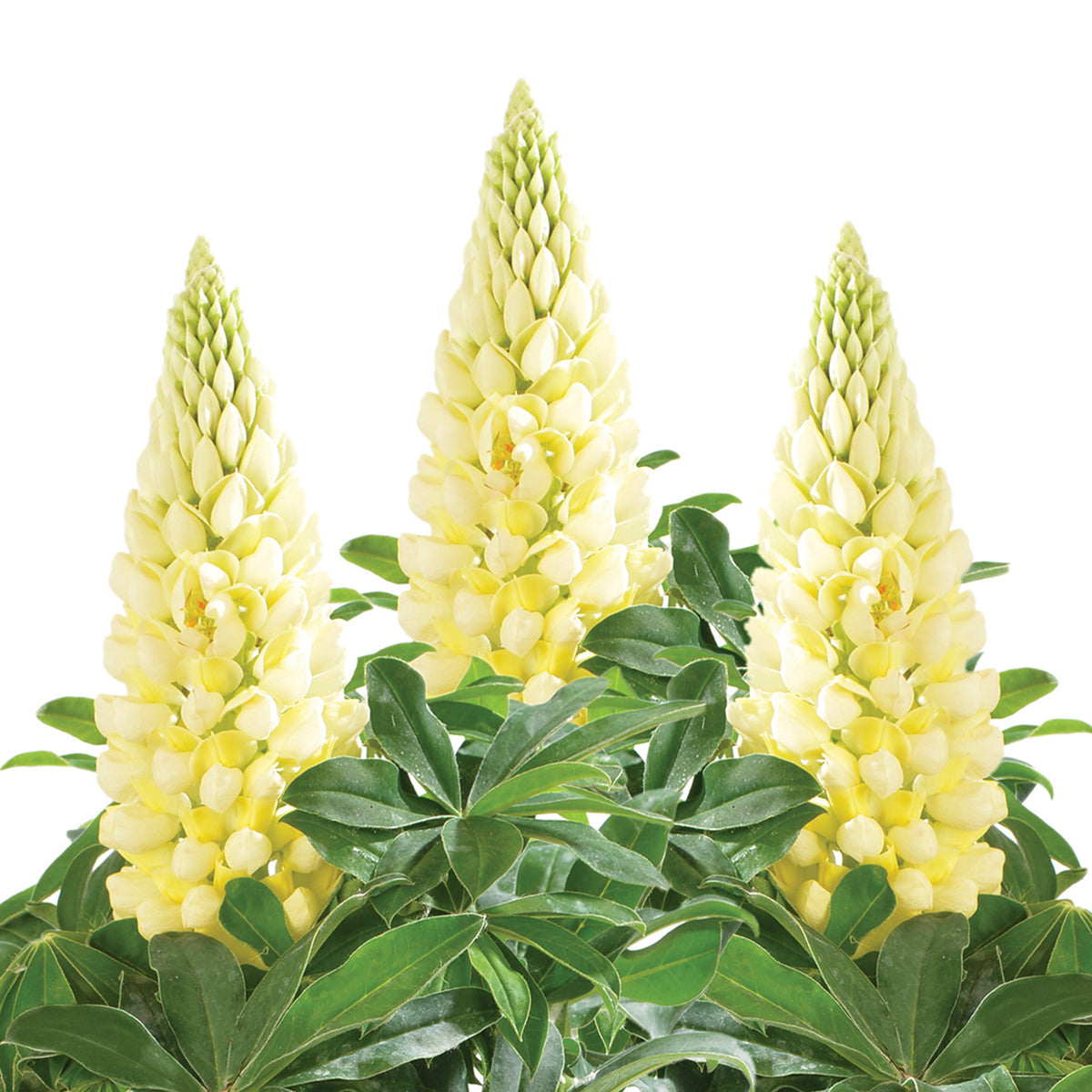 Lupine, Lupini Yellow Shades Hybrid