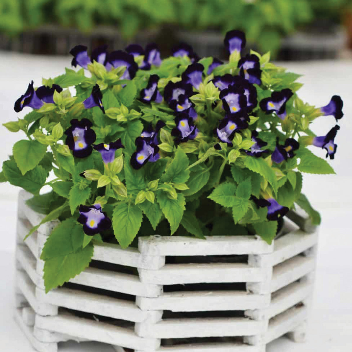 Torenia, Vertigo Deep Blue Hybrid